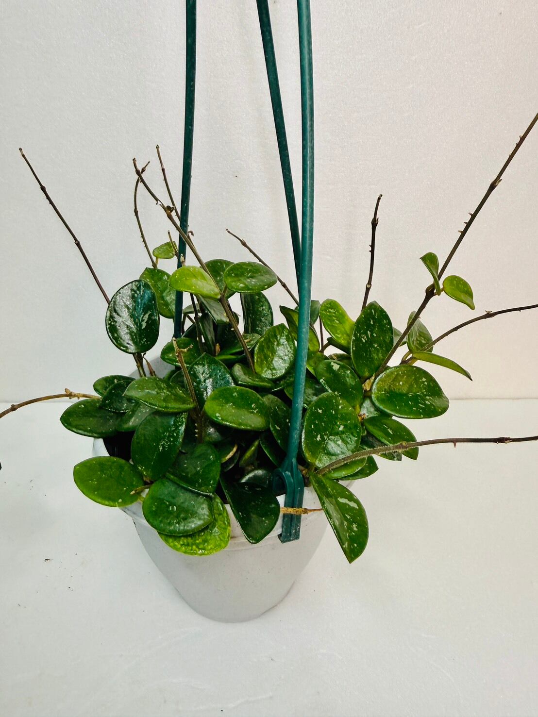 ホヤ・マチルダ 4号吊り | 観葉植物と雑貨のお店 VIVAGREEN
