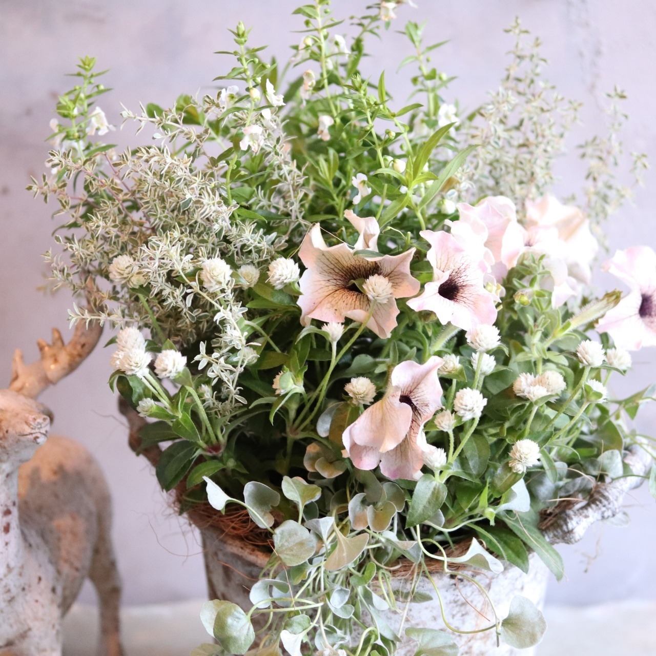 寄せ植え　ペチュニアロイヤルミルクティの寄せ植え｜届いてすぐ飾れる完成品｜玄関にオススメ｜新築・開店祝いギフト｜モンディマンシェ
