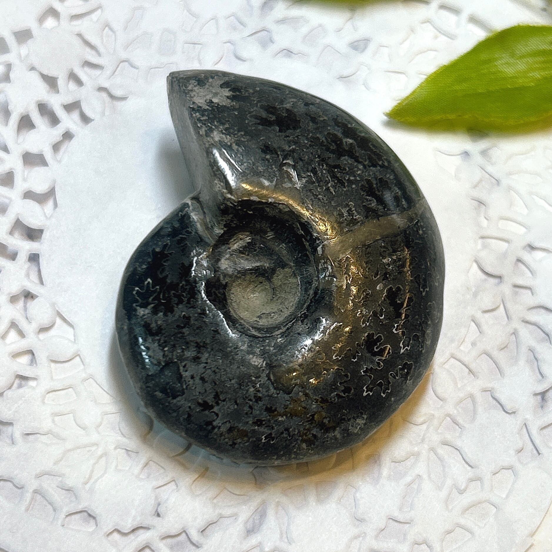 化石]アンモナイト（菊石） | クリスタル・ワールド御徒町店