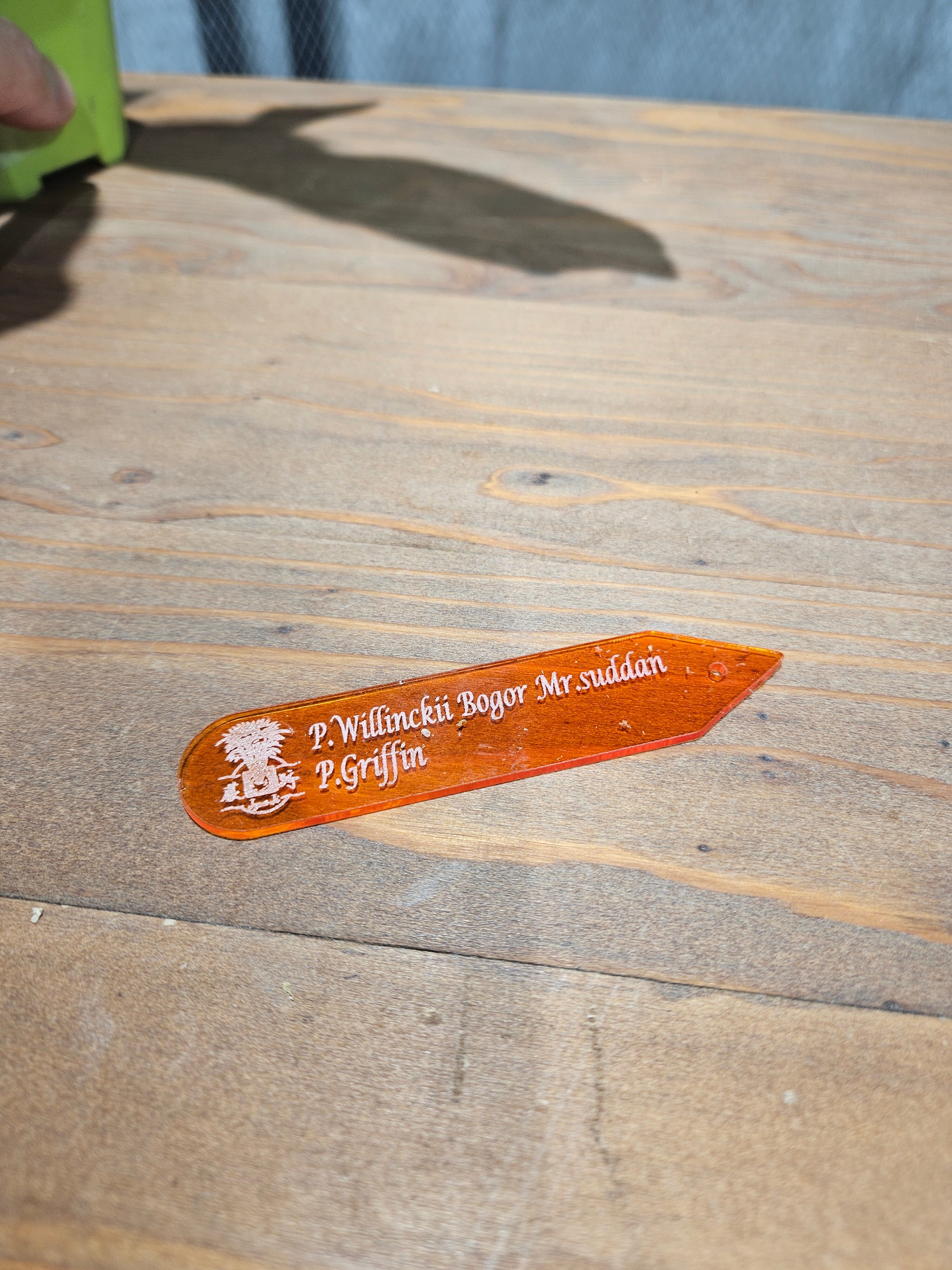 P.willinckii Bogor Mr.suddan × P.Griffin Sporelings【artPLANTs