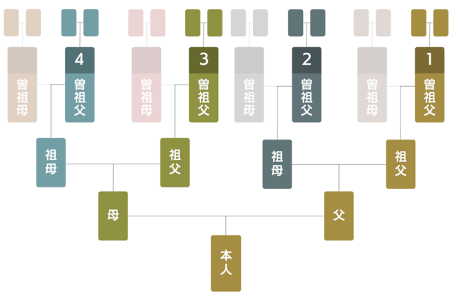 シンプル家系図セット〈４家系〉