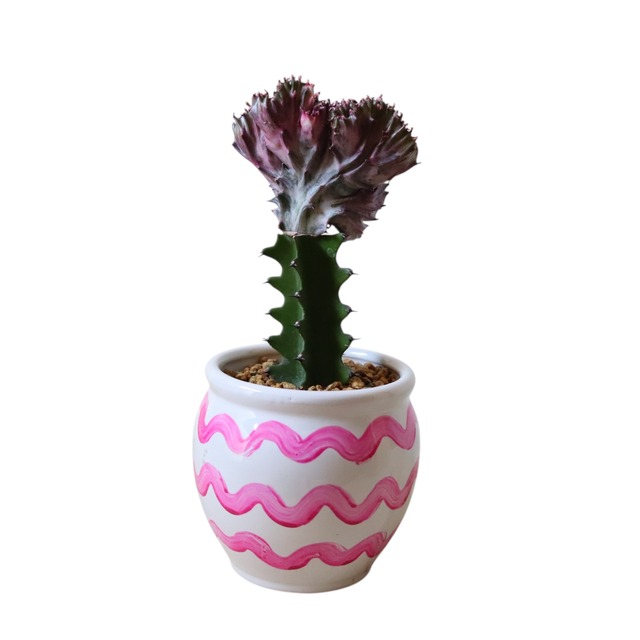 マハラジャ（30cm）