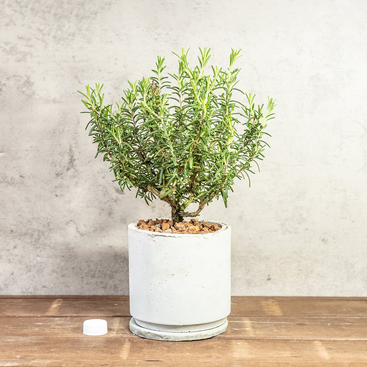 【一株ごとの厳選仕入れ】枝ぶりの良い個体を吟味。シルバーグリーンの葉が密集する美しい立ち姿は、インテリアの主役に最適。ザラっとした質感の手づくりモルタル鉢でシンプルにコーディネート|虫発生抑制|送料全国一律850円