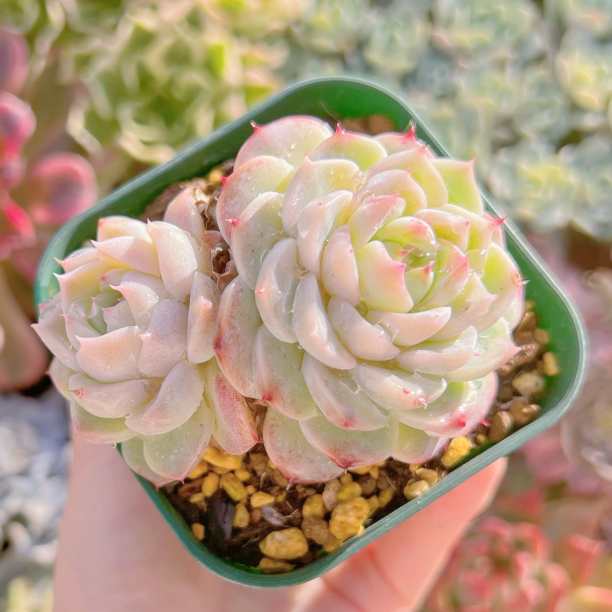 現品　ジャムハート#073   古株　るる農園