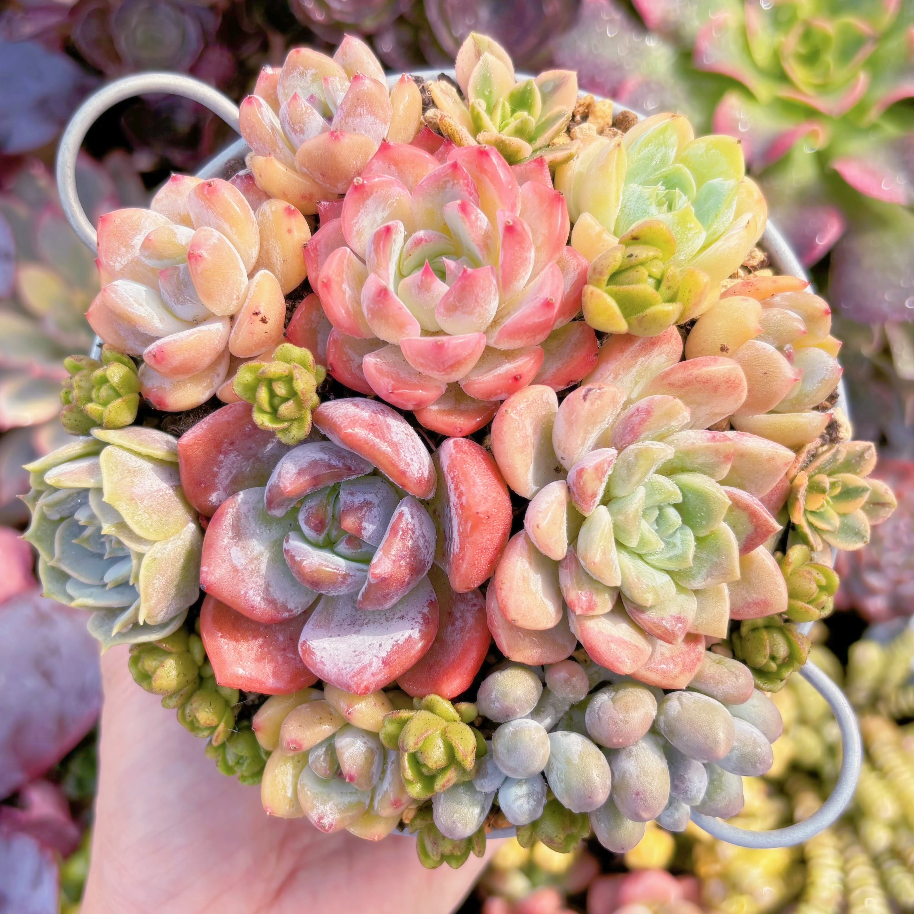現品　寄せ植えセット#B45　るる農園