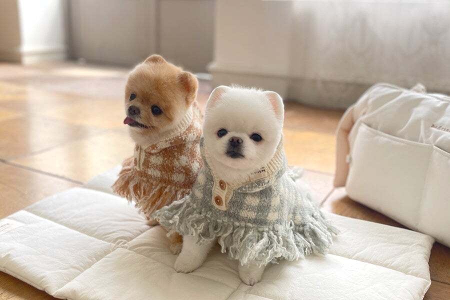 予約販売 植木鉢の妖精 トイプードル Heart ver | konikonidog