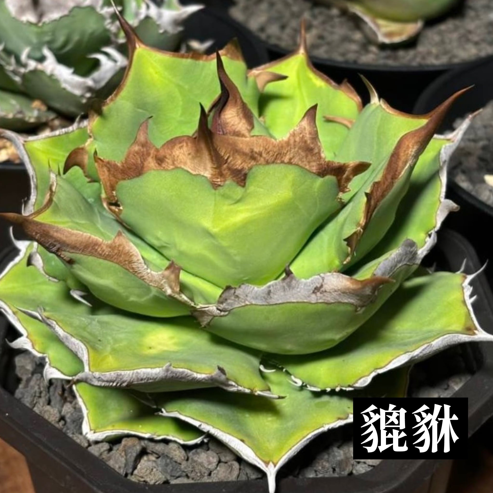アガベ チタノタ 貔貅【545】 | PROTOLEAF プロトリーフ