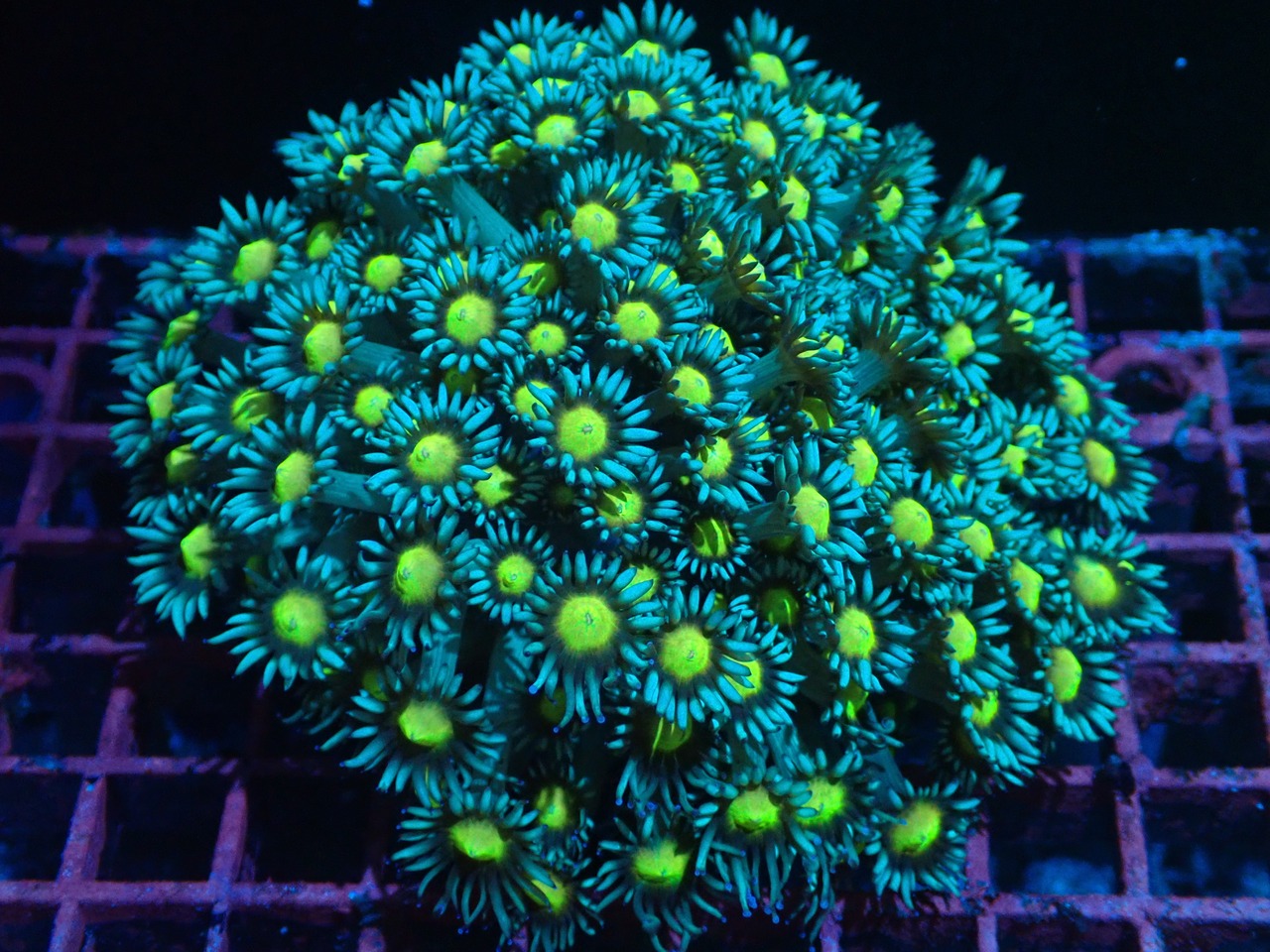 【現地買付】Goniopora FromMakassar YellowEye 2