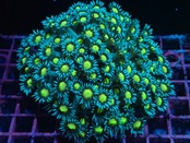 【現地買付】Goniopora FromMakassar YellowEye 2