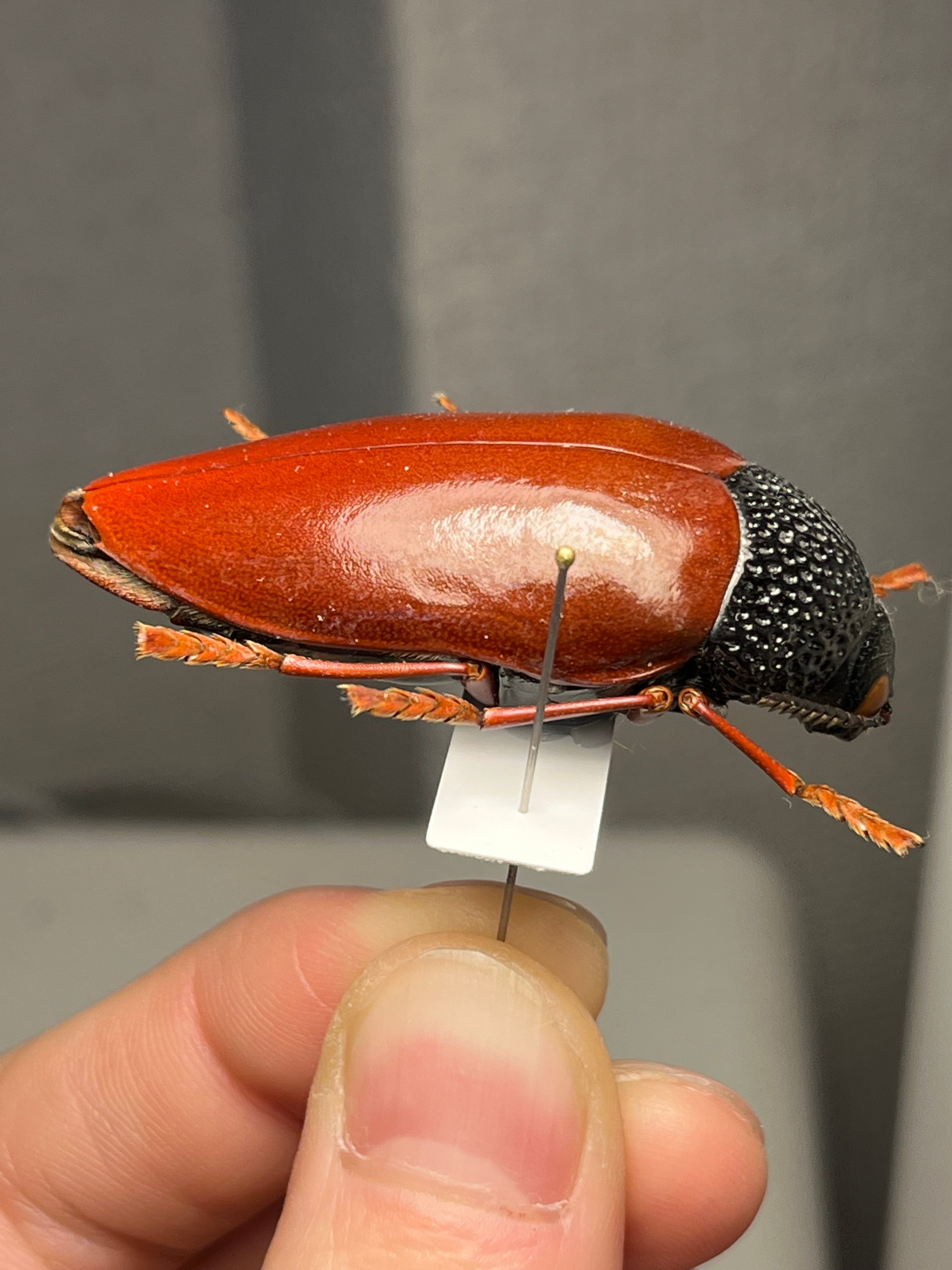 【4mm】コブハムシ 赤銅色 コメツキムシ昆虫標本甲虫タマムシスハンダエコガネム 4mm】コブハムシ 赤銅色 コメツキムシ昆虫標本甲虫タマムシスハンダエ