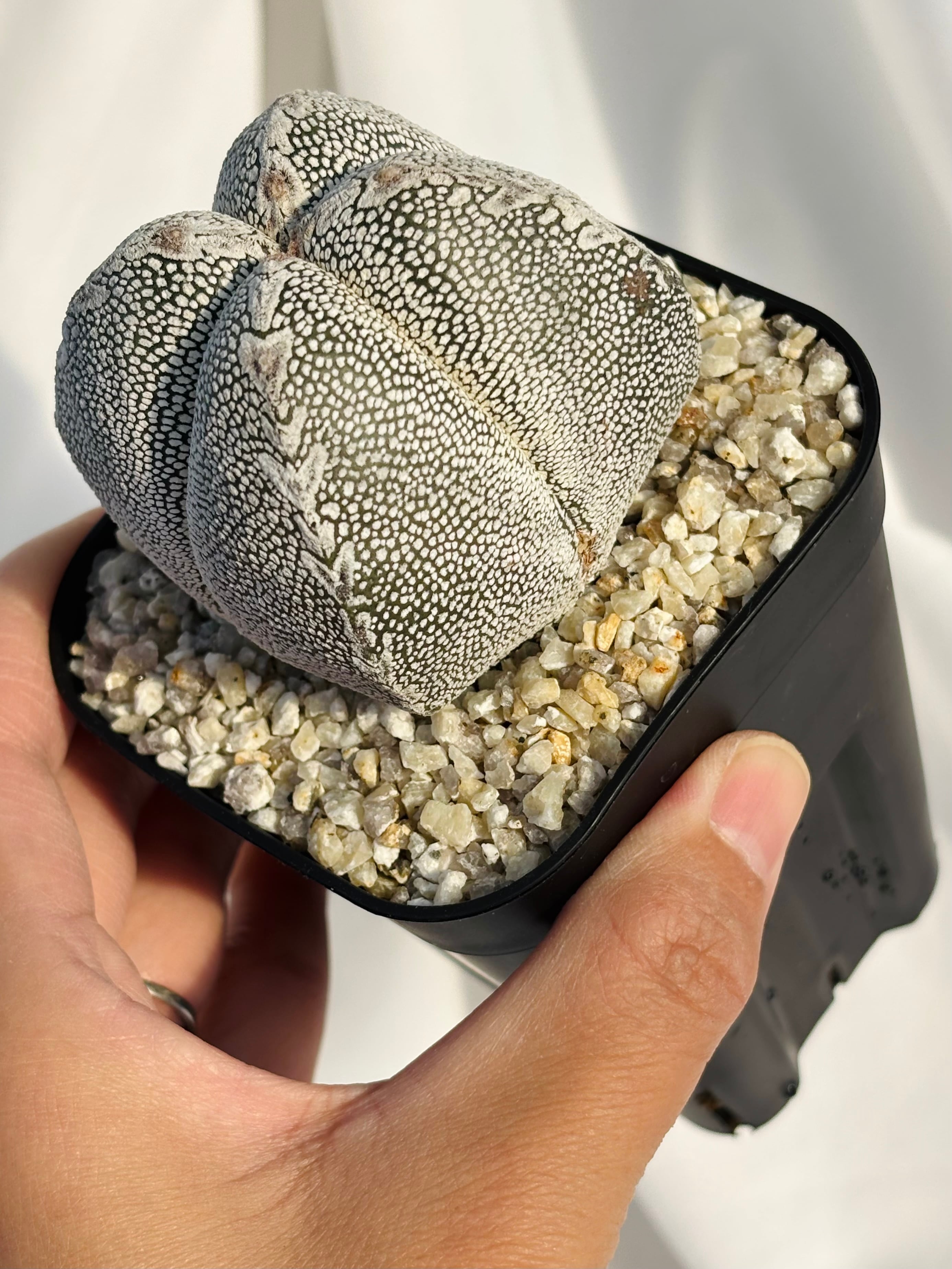 Astrophytum myriostigma アストロフィツム ランポー玉 恩塚鸞鳳玉