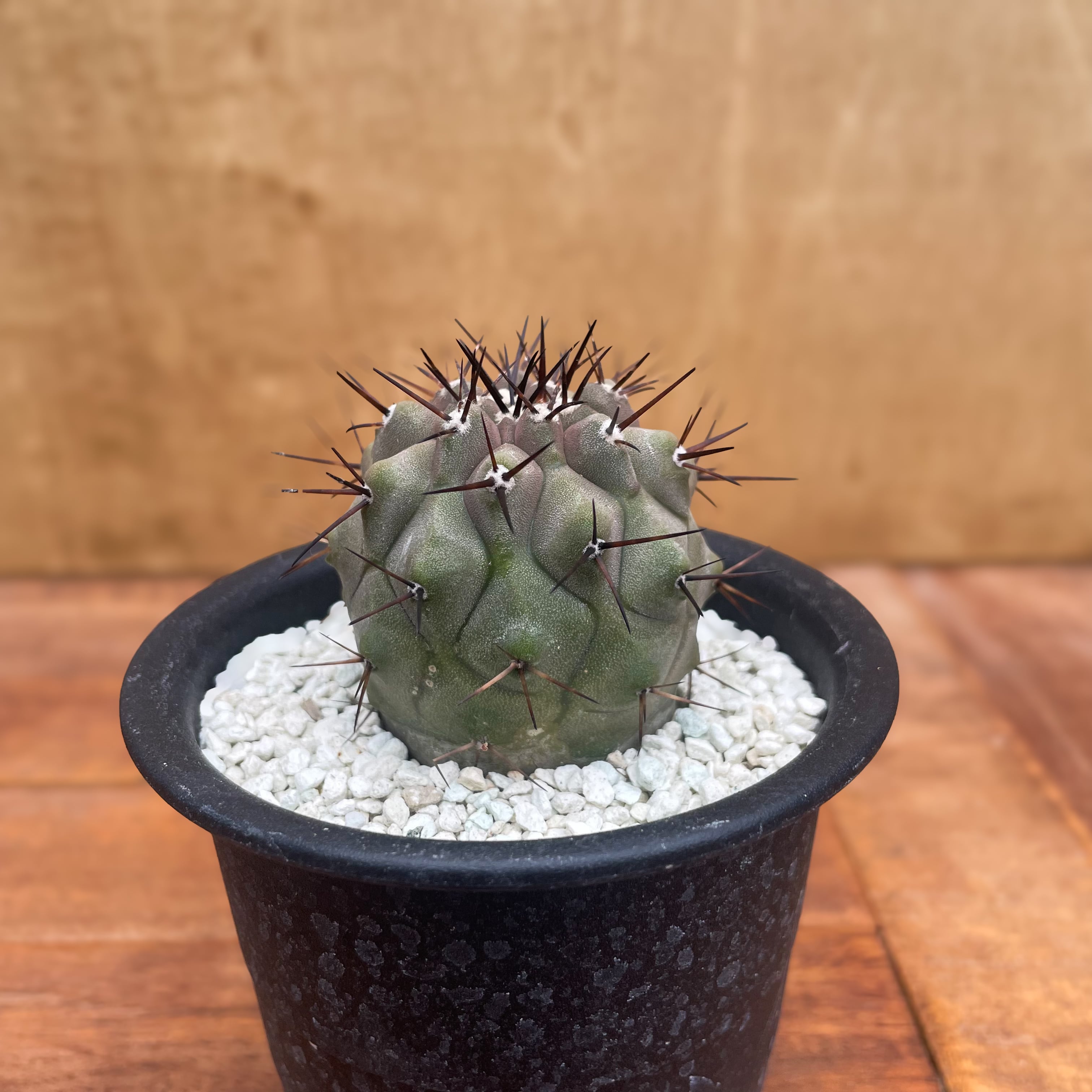 サボテン コピアポア 白棘 黒王丸 最終値下