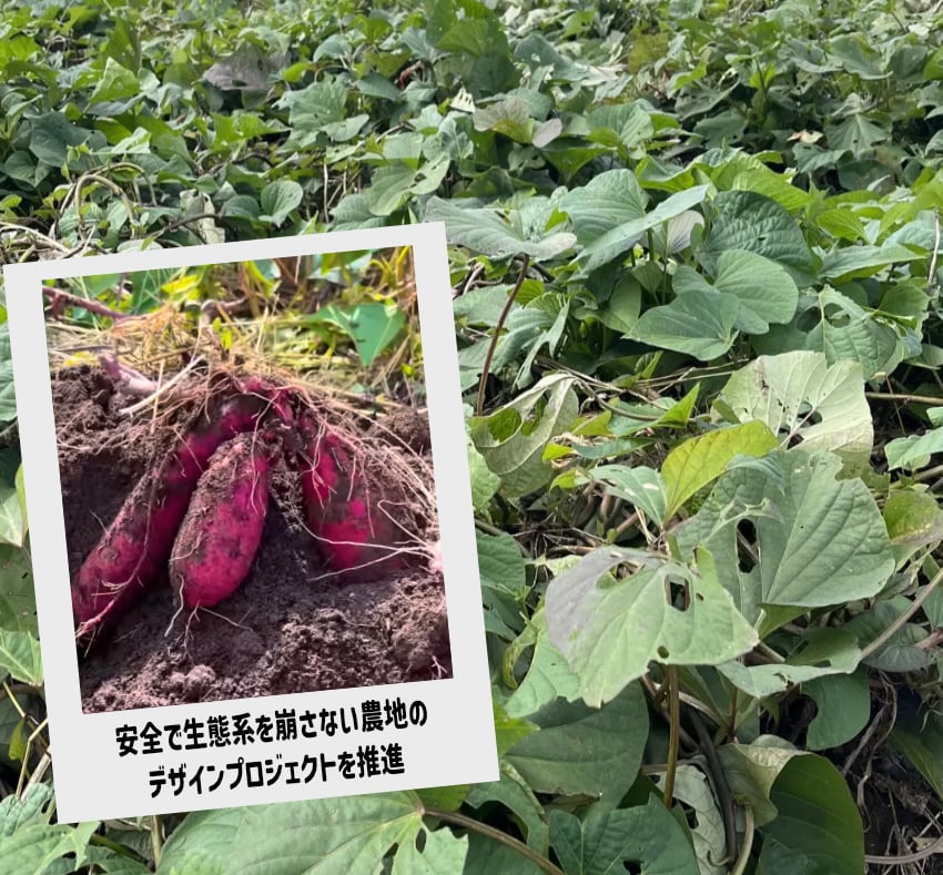 限定出荷！】6ヶ月熟成の完熟芋で作った干し芋『蜜千姫』セット
