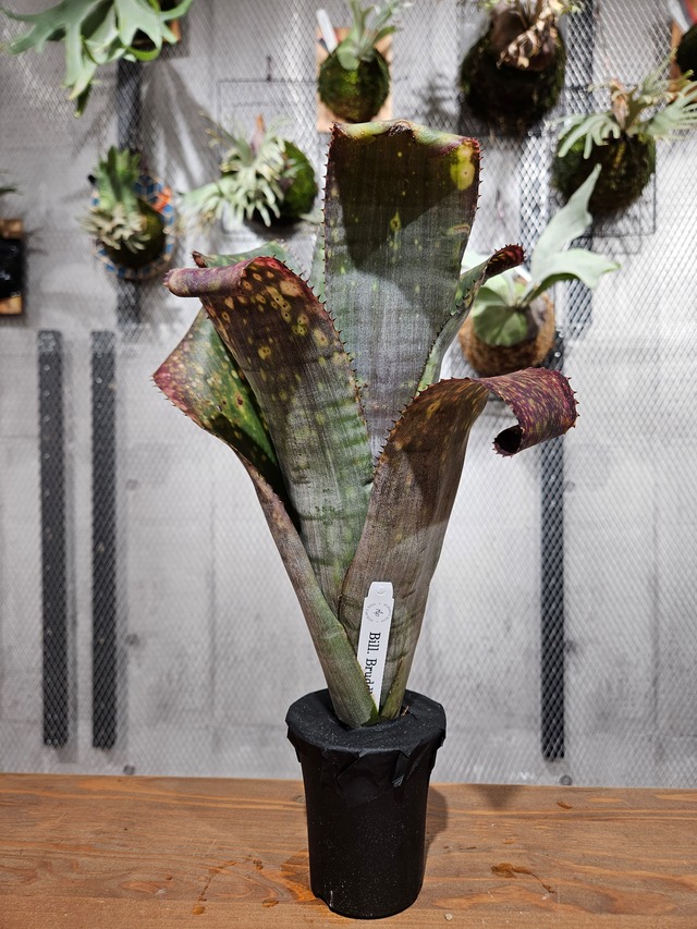 Billbergia Bruddha iz 【artPLANTs/PLANTS  GARAGE 】ビルベルギア/Billbergia/タンクブロメリア