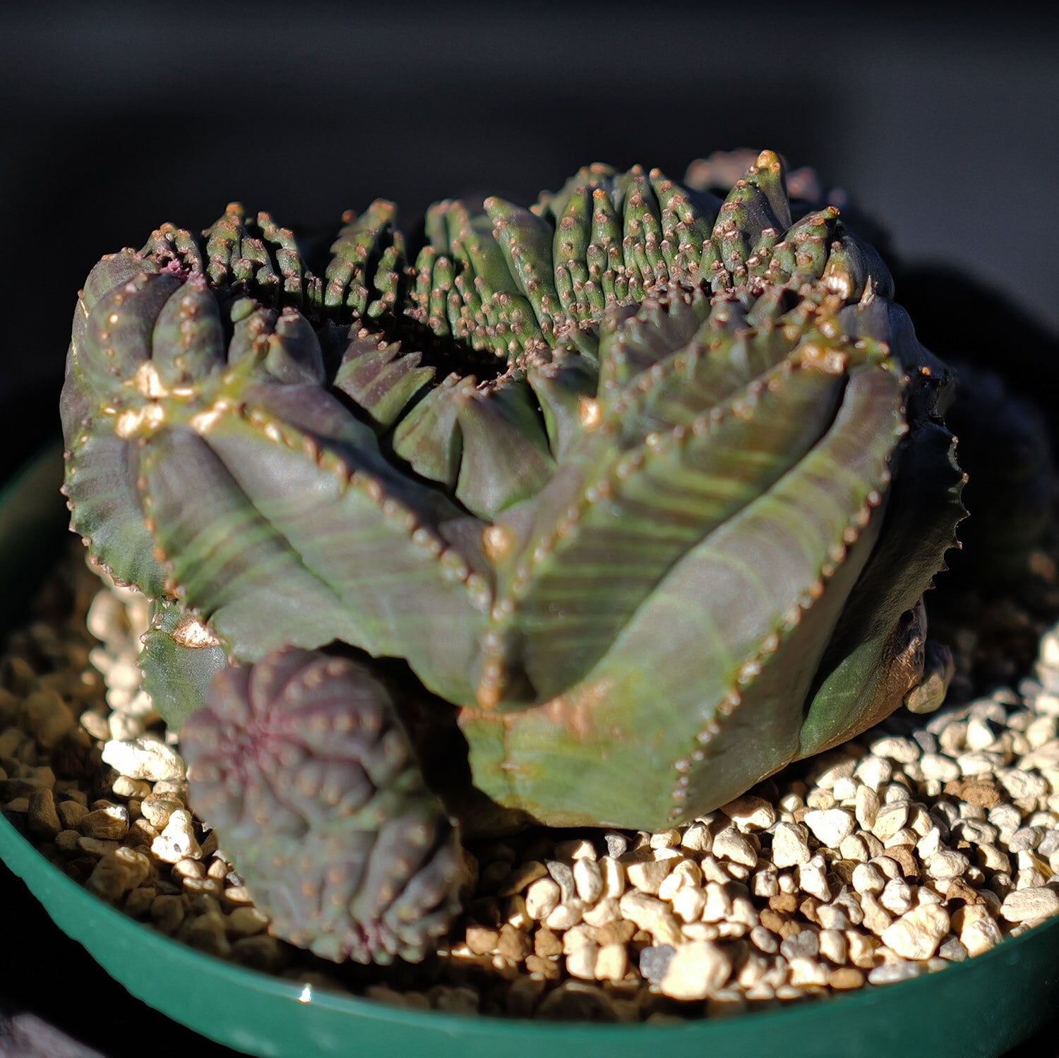 超厳選株】大株 親株 最大幅約 8cm 仔吹き 円扇綴化 オベサ