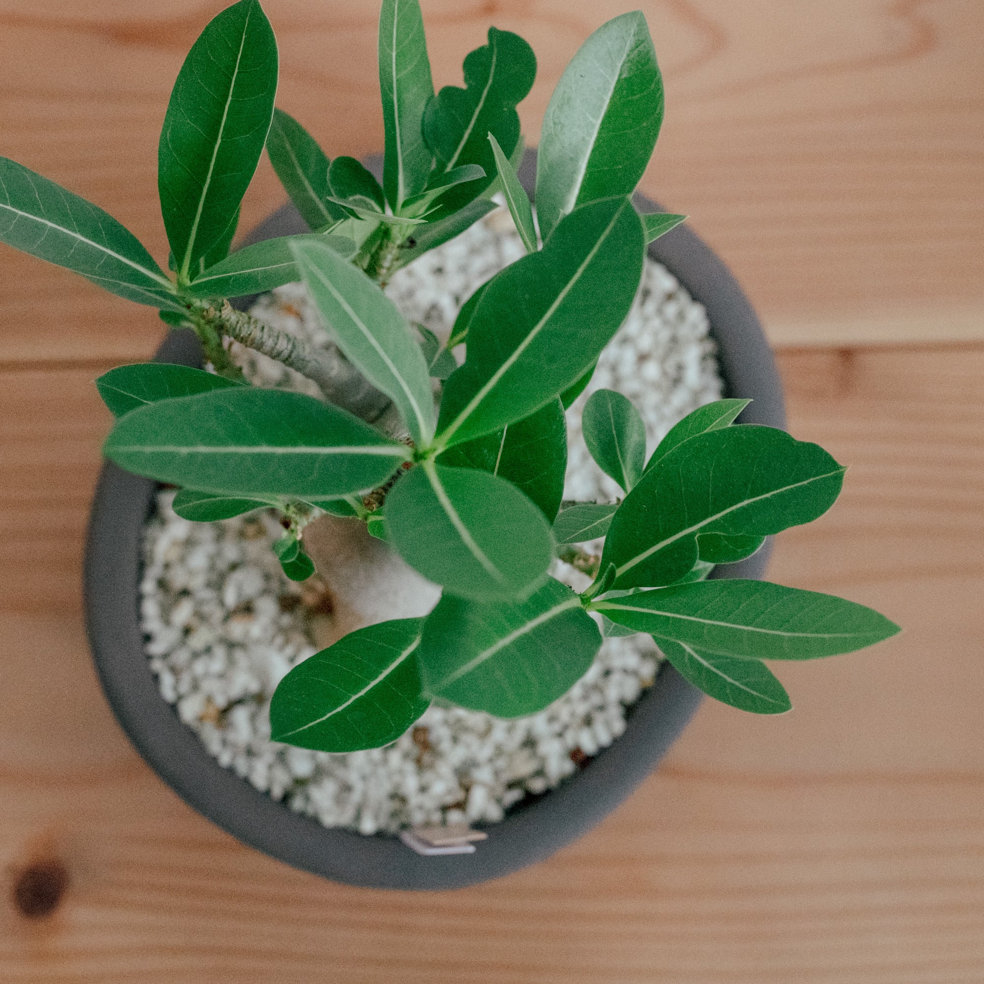 アデニウム・アラビカム・ドワーフ（Adenium arabicum 'Dwarf'）× 陶器