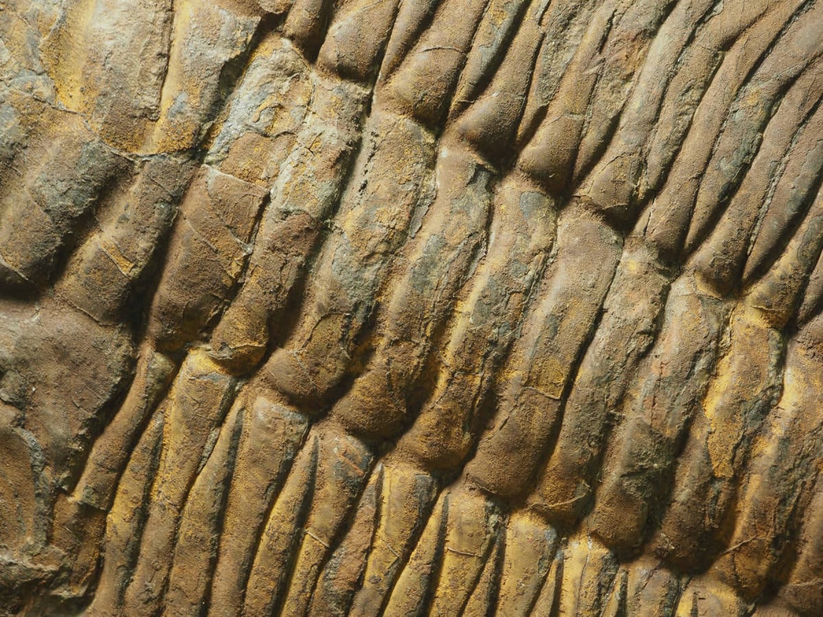 モロッコ産出　大型三葉虫　化石　アカドラドキシデス．ブリアレウス　現状 モロッコ産出 大型三葉虫 化石 アカドラドキシデス．ブリアレウス 現状