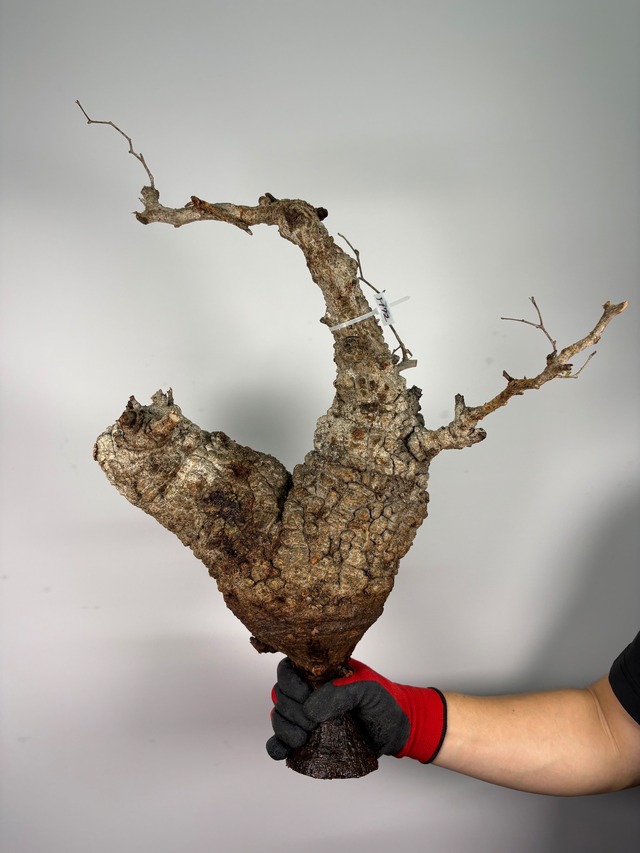 F172 現地発根株 オペルクリカリア パキプス 6/15 入荷 Operculicarya pachypus 塊根植物 現地球