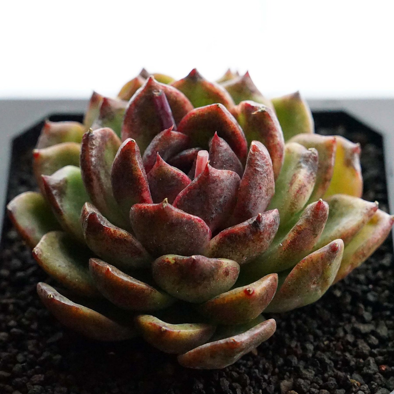 カット苗 ローズアメジスト 標準サイズ Echeveria 'Rose Amethyst'