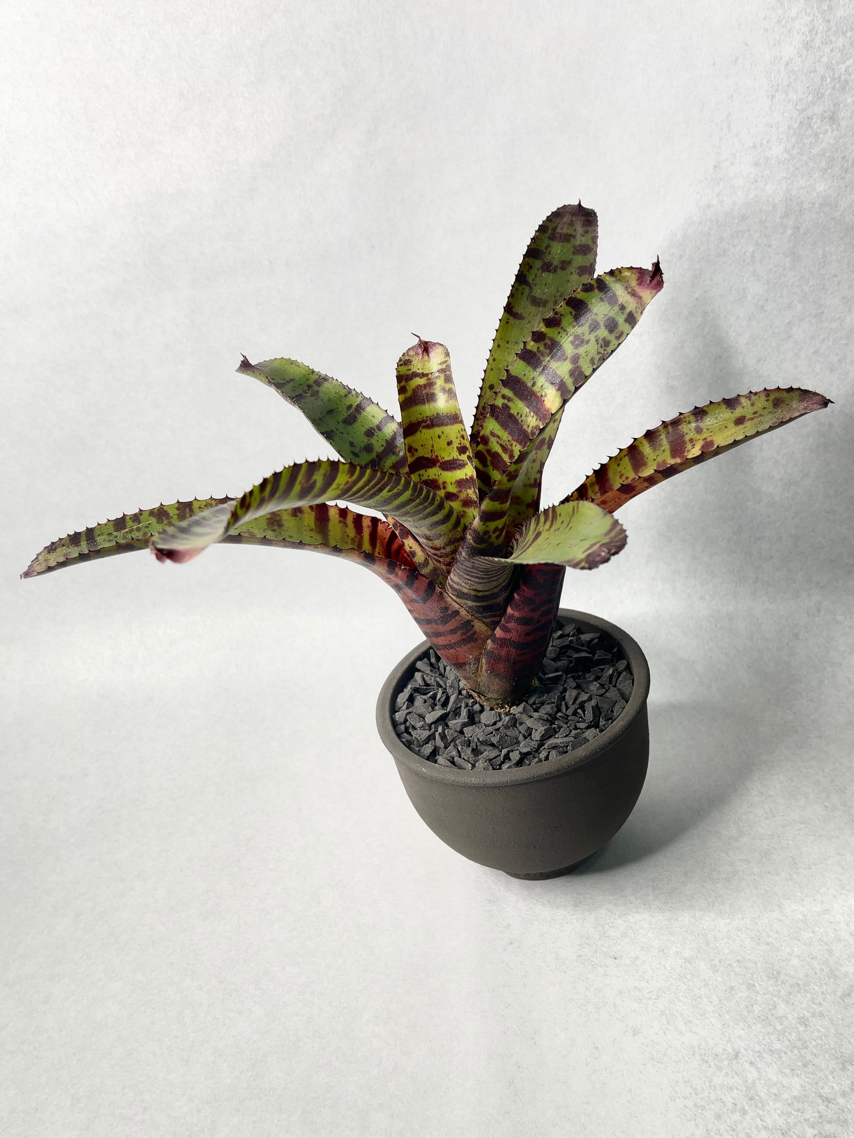 ネオレゲリア・ハンニバルレクター | trigger