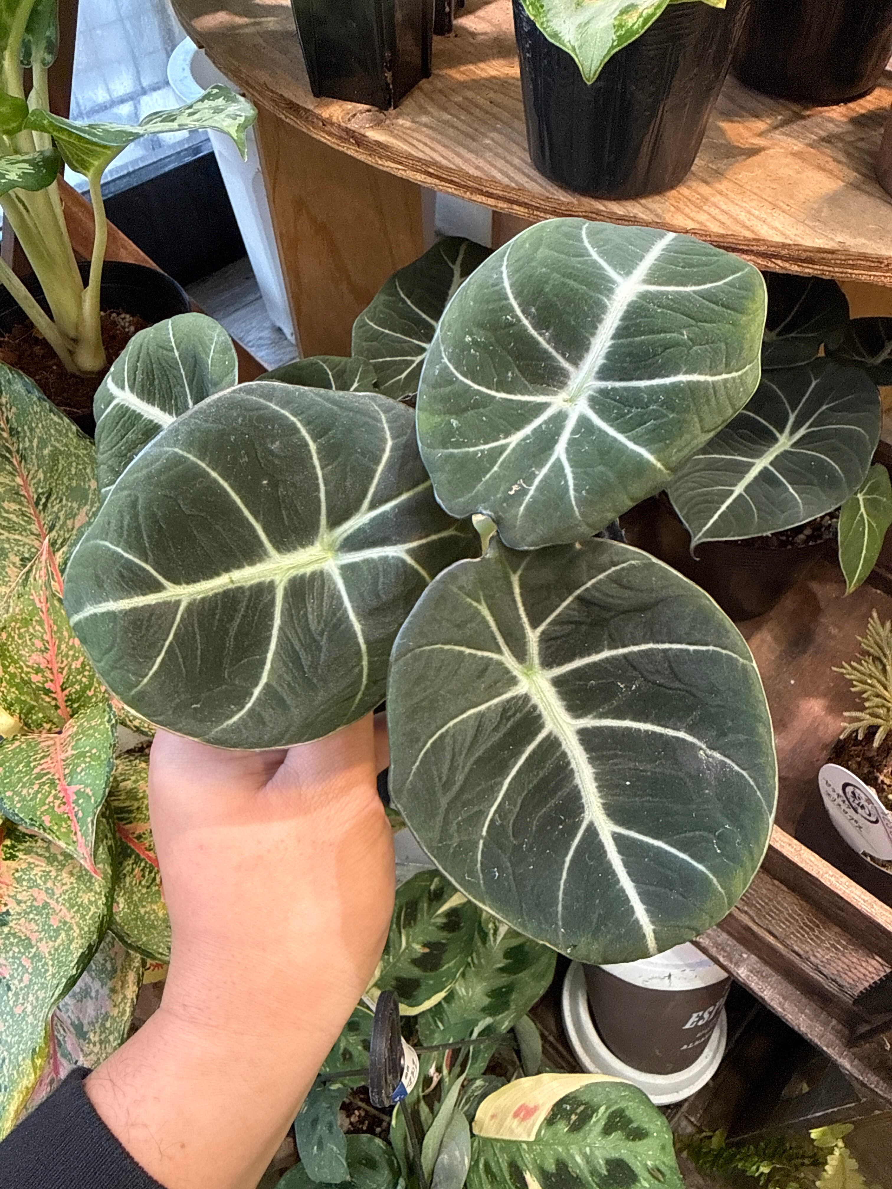 アロカシア・ジャクリン 斑入り Alocasia Jacklyn var. 123.. Alocasia Jacklyn variegata / アロカシアジャックリン斑入り