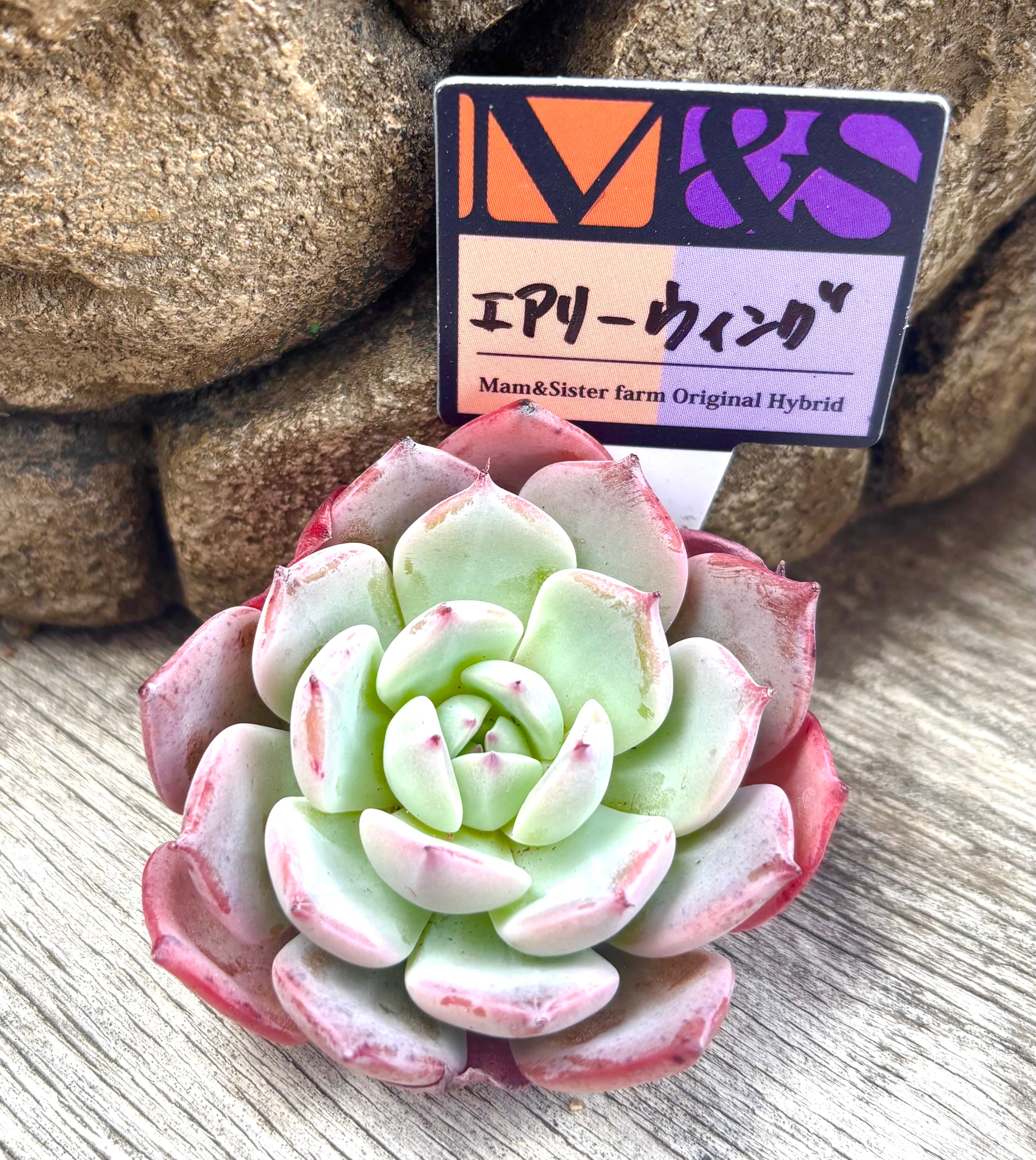 ウィンドオブチェンジ | aruru