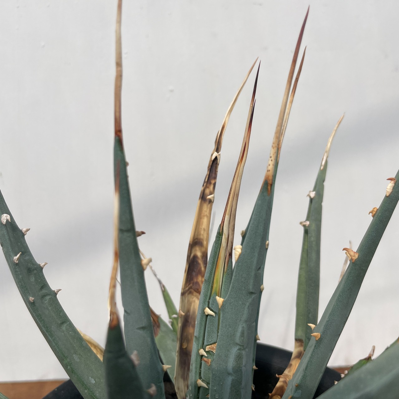 Agave utahensis var. eborispina 【アガベ・ユタエンシス・エボリスピナ】