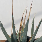 Agave utahensis var. eborispina 【アガベ・ユタエンシス・エボリスピナ】