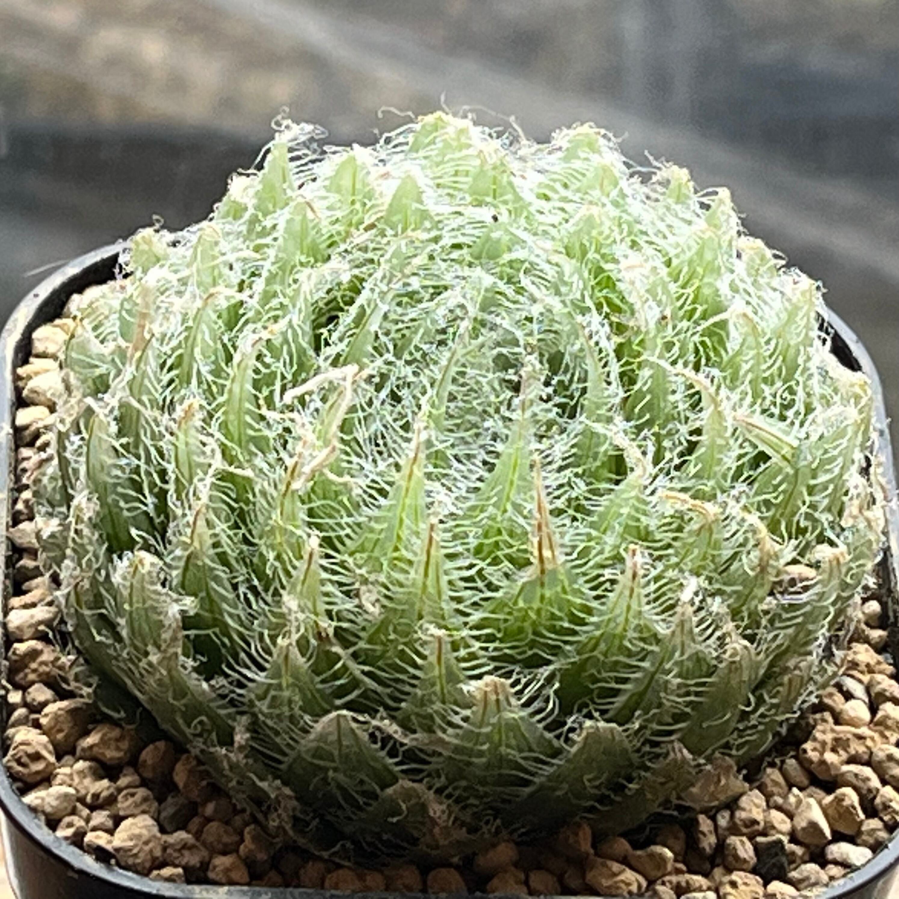 ALL ITEM | mocono_plants