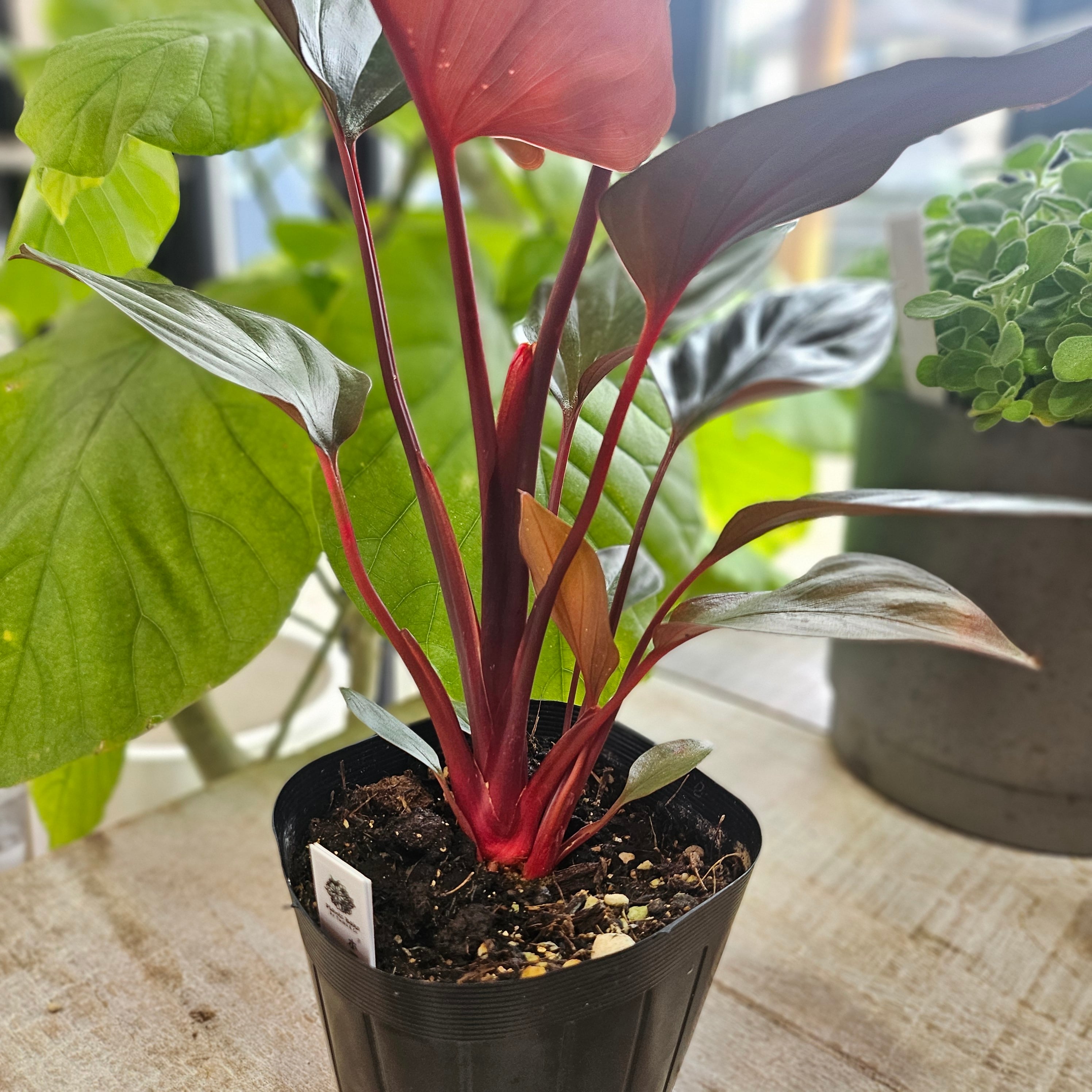 ホマロメナ ブラックエメラルド・クリムゾンベール | Plants Baka