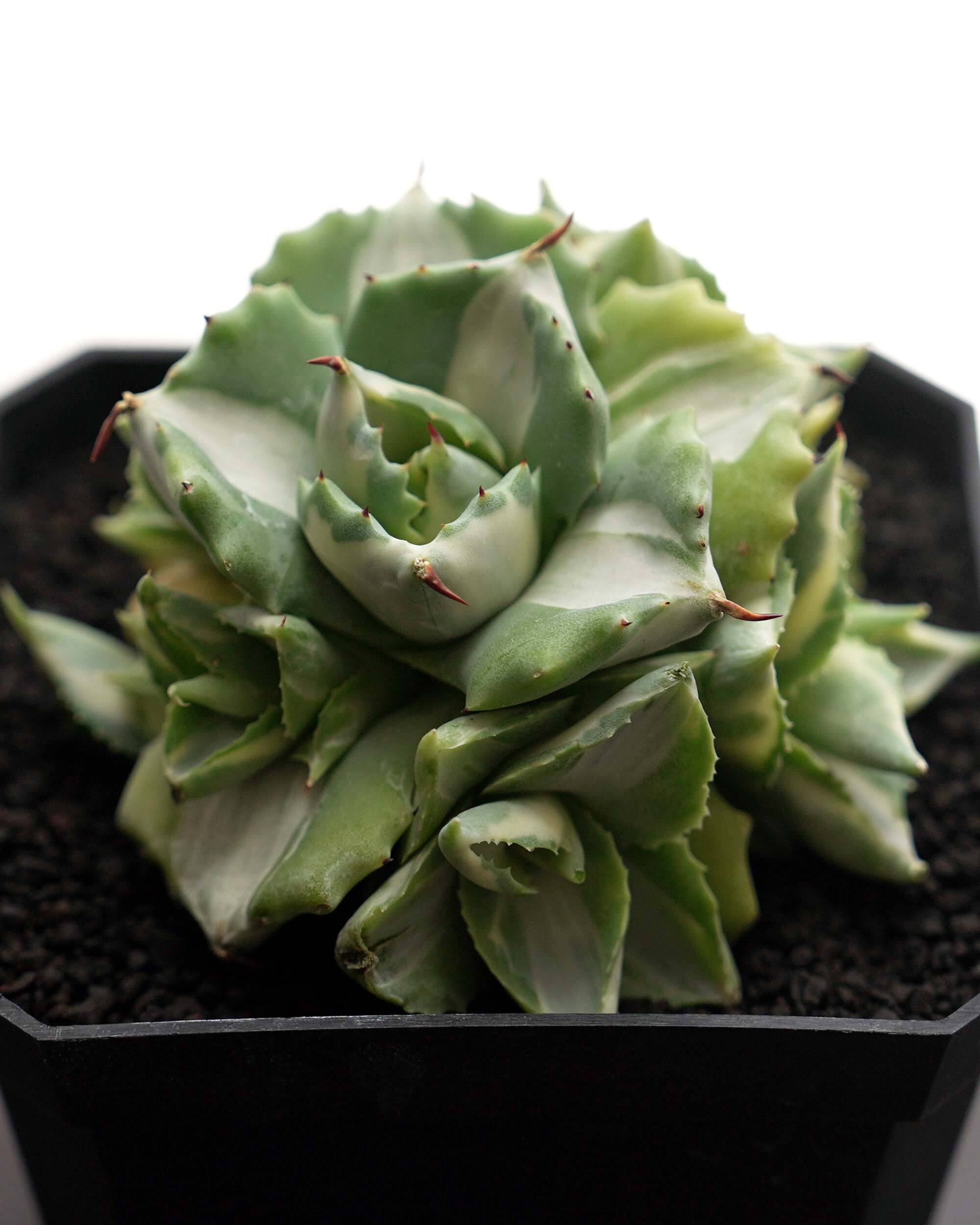 PREMIUM】 抜き苗 アエオニウム 札落ち（紅顔？） 2頭群生 Aeonium sp