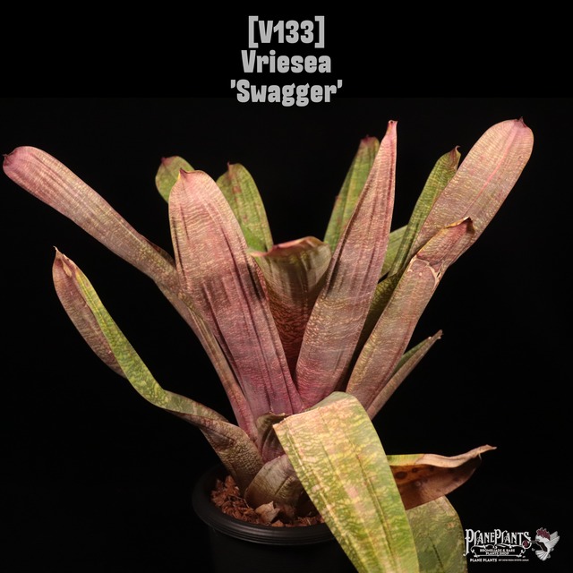 【reserved】Werauhia kupperiana〔ウェラウヒア〕現品発送W1