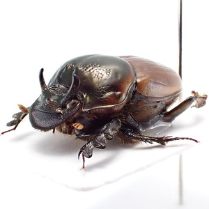 タイ産 Digitonthophagus bonasus ♂ 13mm