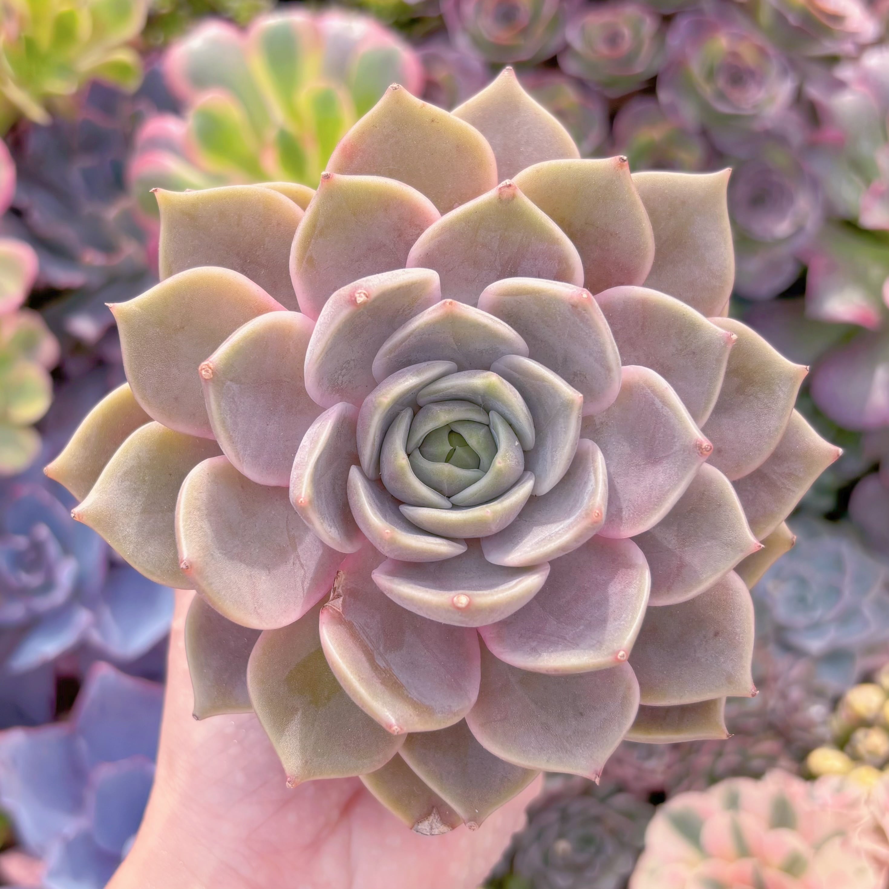 現品　ローラxエボニー#A010　希少　るる農園