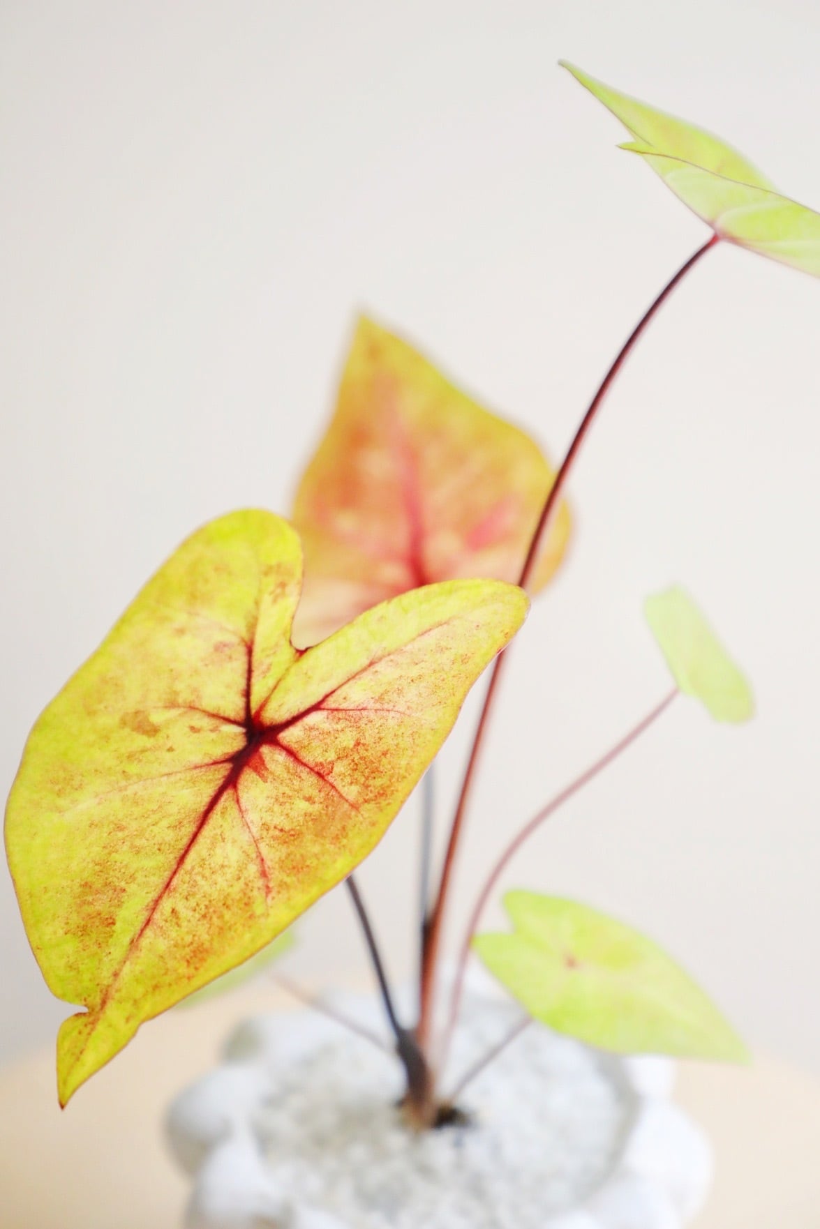 S】カラジウム フラッシュ/Caladium | 【厳選植物・器】MIDORI DOUMEI