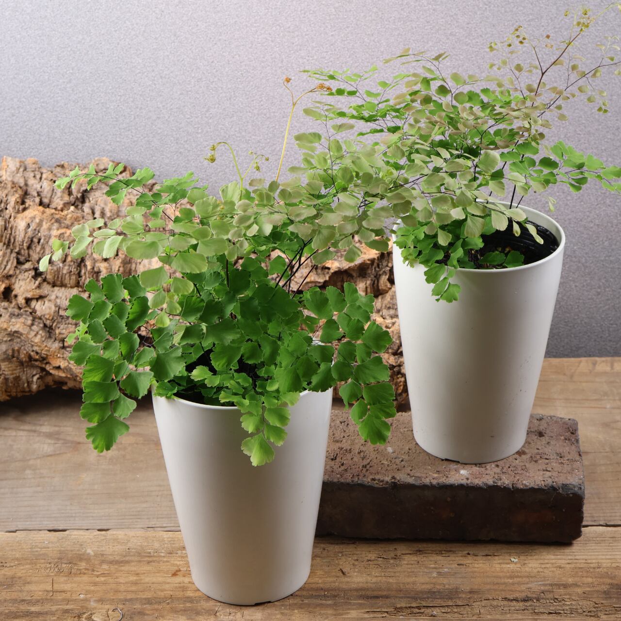 635『ハオルチア 三仙寿錦』観葉植物【送料無料】 | MARX PLANTS