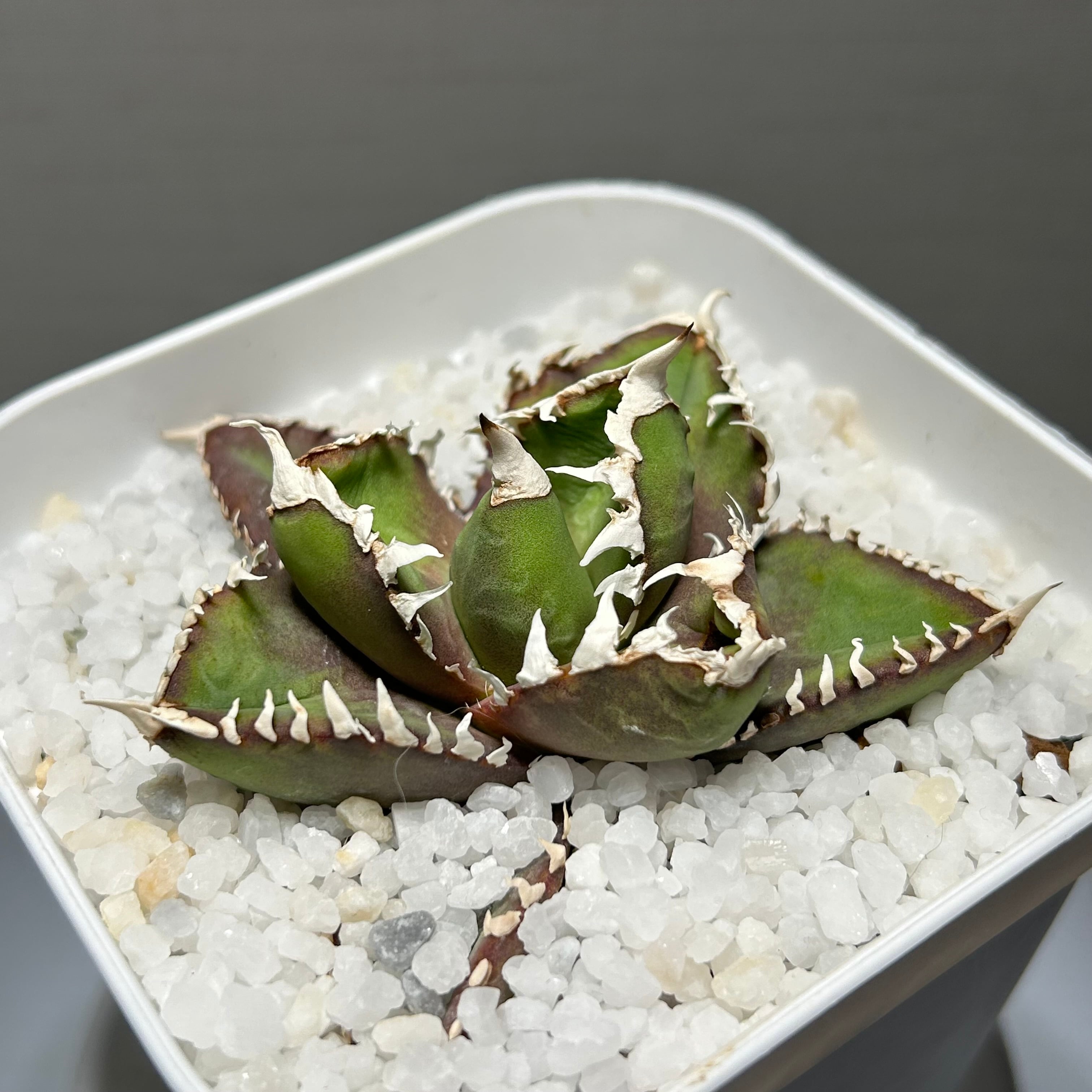 超希少株 チタノタ「Hyb.銀閃巌龍」セバスティアナ×オテロイ 超希少株 チタノタ「Hyb.銀閃巌龍」セバスティアナ×オテロイ