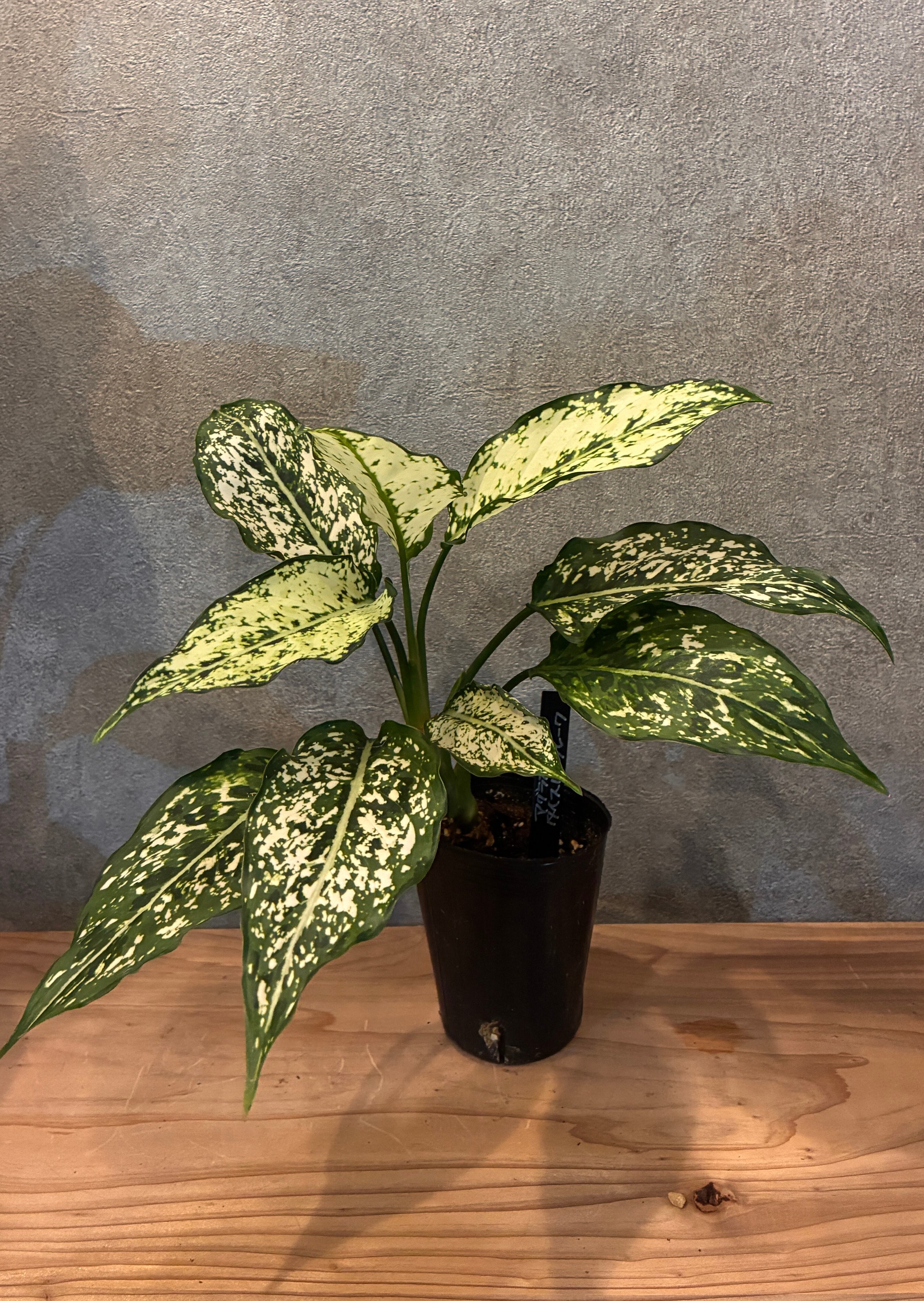 タリナム パニクラーツム 紫葉 〛レア☆Talinum​ Paniculatum 塊根植物