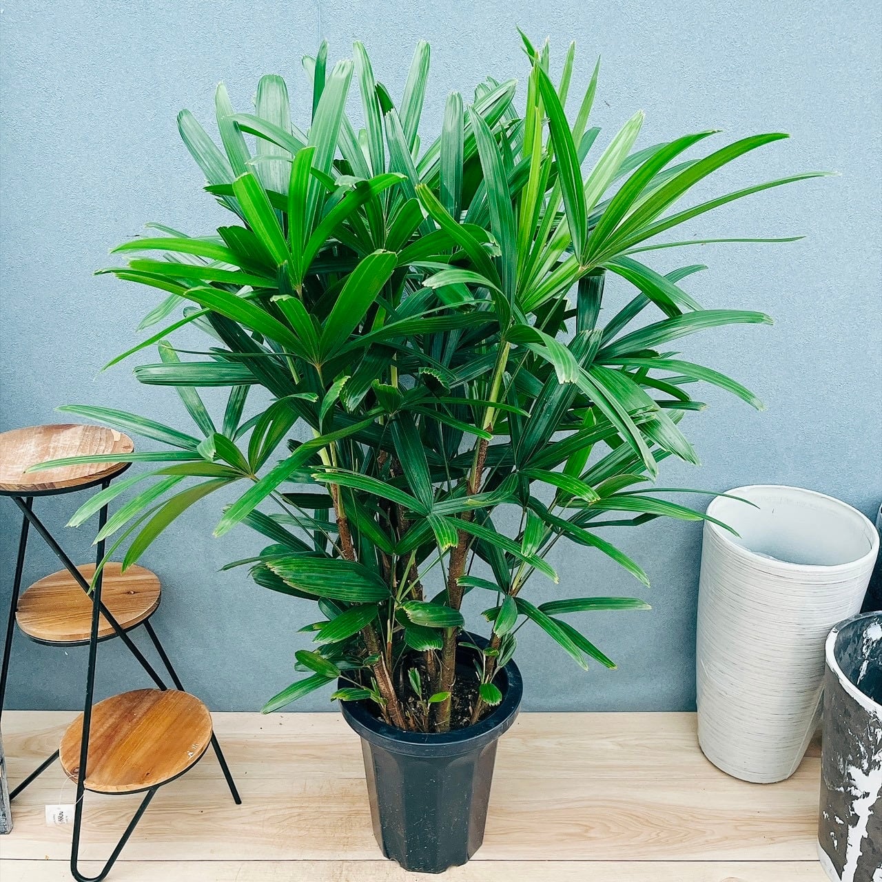 現品］【希少】5番 フィカス アフリカンプリンス 8号 観葉植物 室内