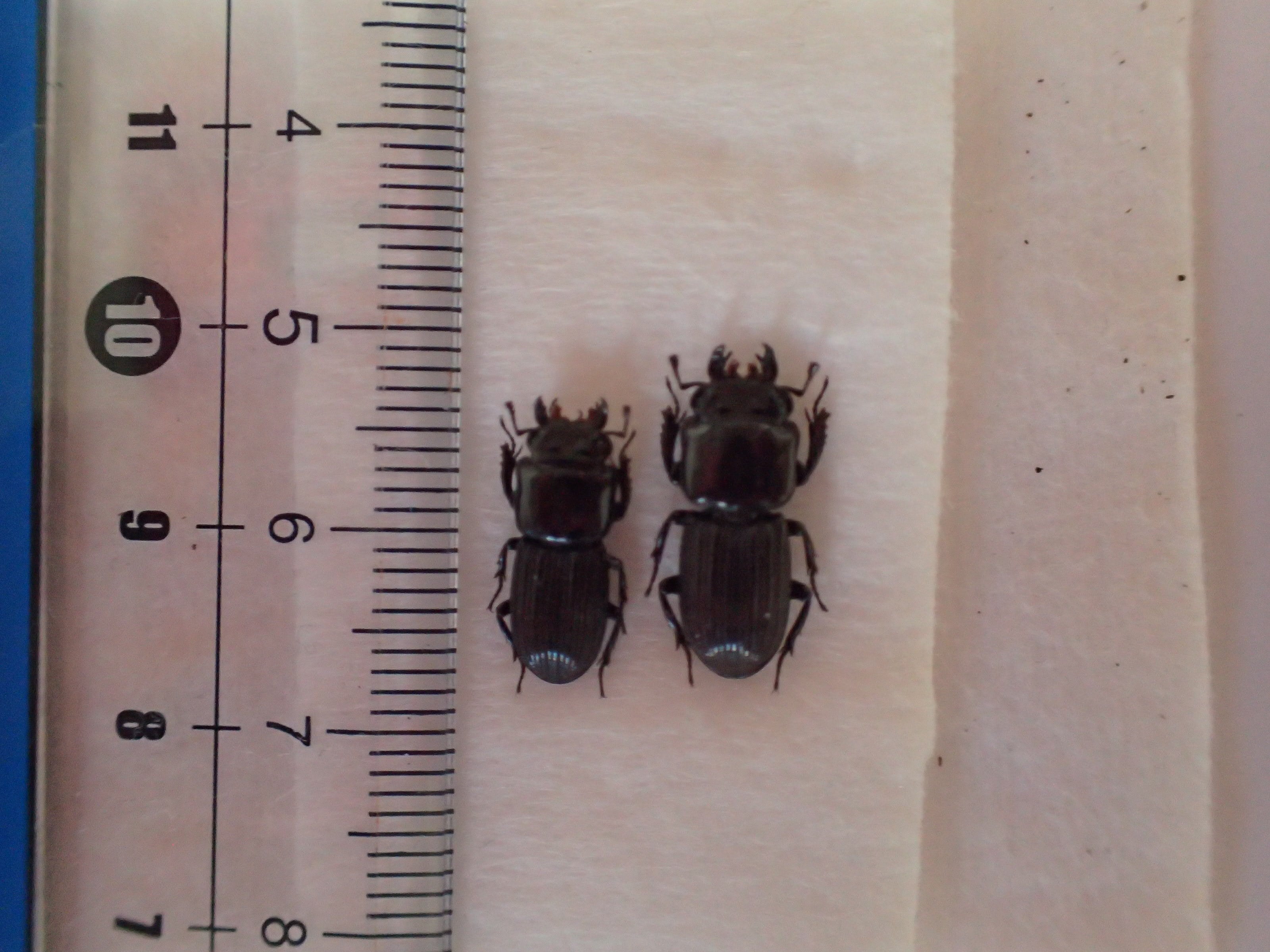 小笠原諸島 母島】オガサワラチビクワガタ 2頭 | クワパーク九州