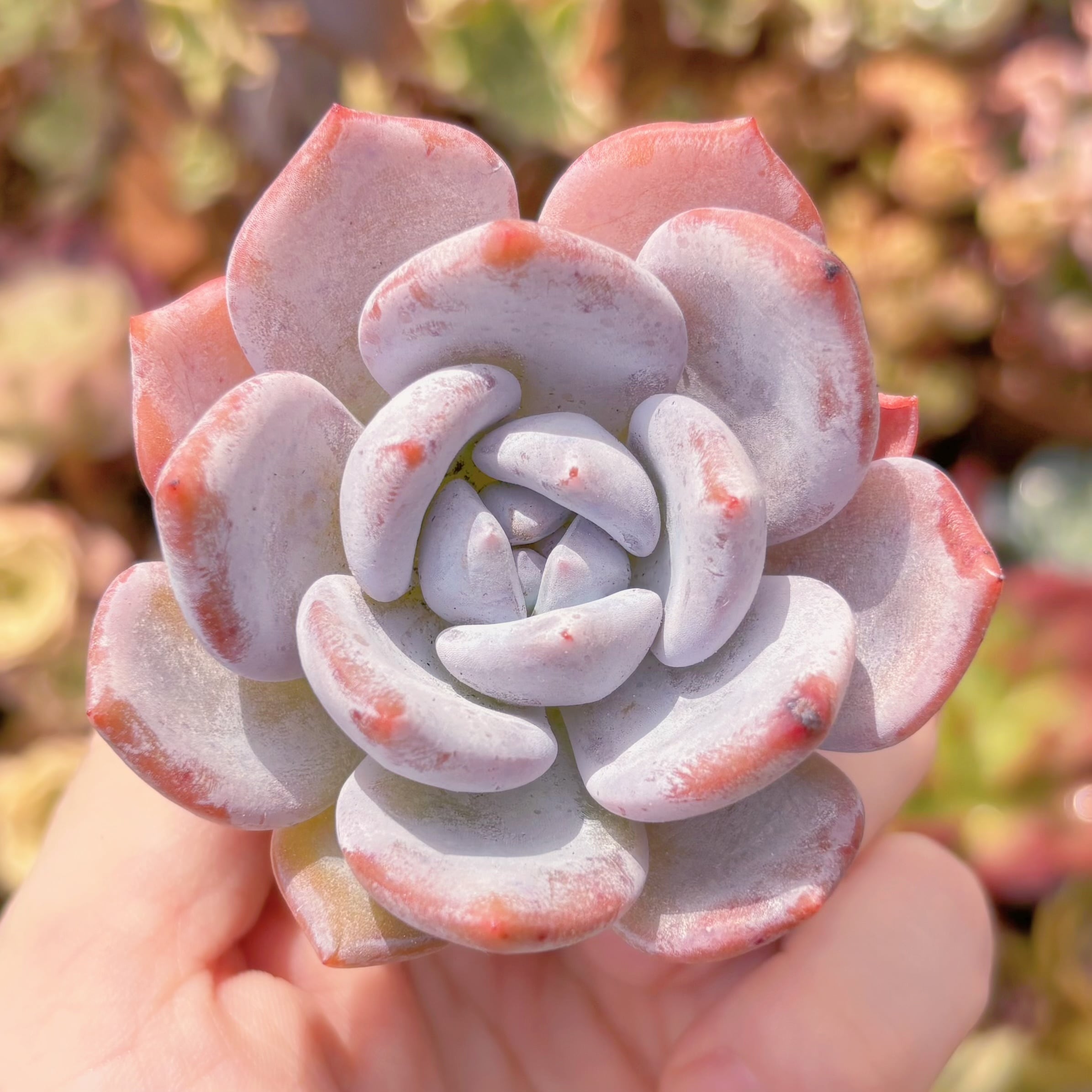 Top【選抜株】多肉植物　25046レッド　ミルク　ティー　30個　鉢無し/脱土 多肉植物 ミルクティー 新入荷 るる農園 | るる農園~多肉植物専門