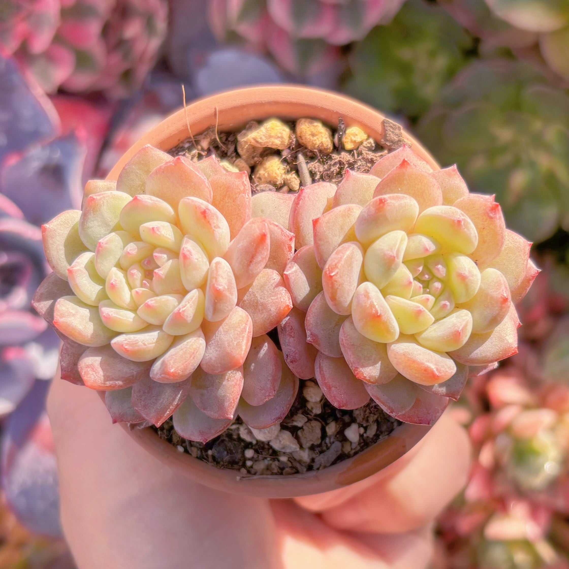 現品　甘露#C57　2頭群生　るる農園