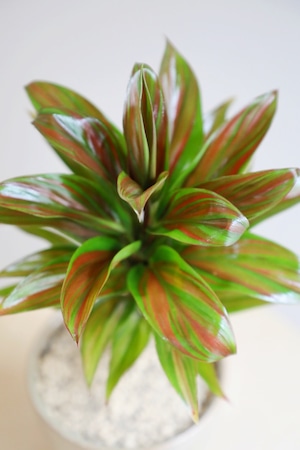 【M】コルジリネ ブランデーライム/Cordyline