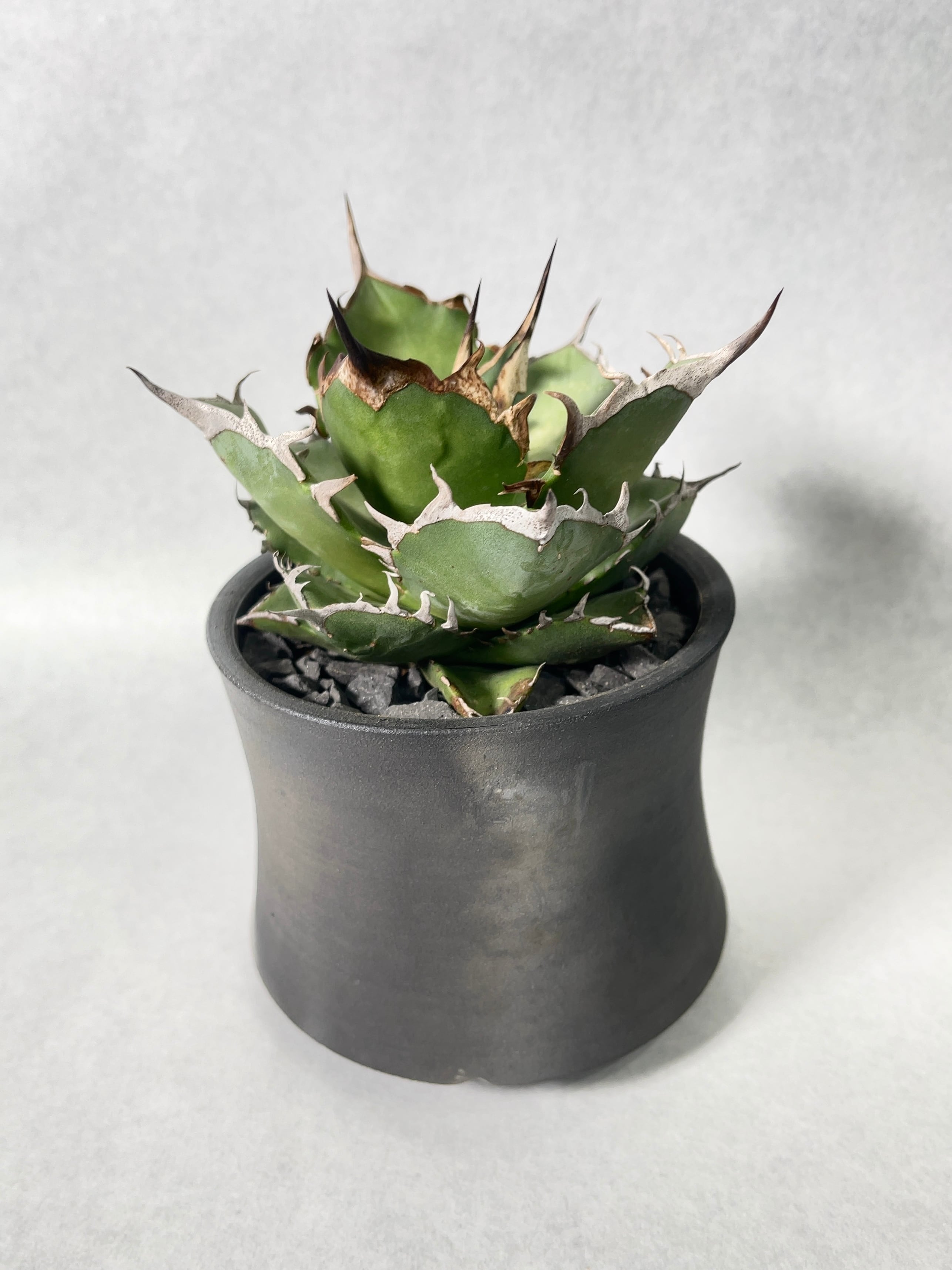 アガベ・ハデス | trigger