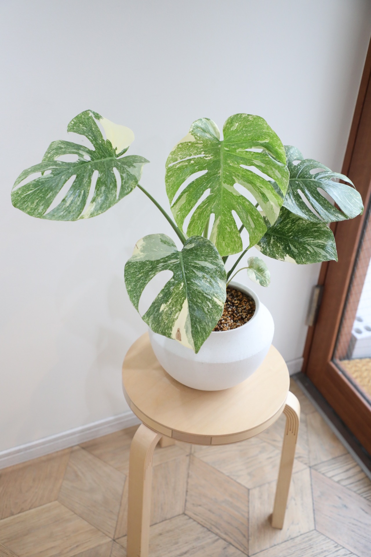【M】【希少】モンステラ グリーンスノウ/Monstera deliciosa 'Green Snow'