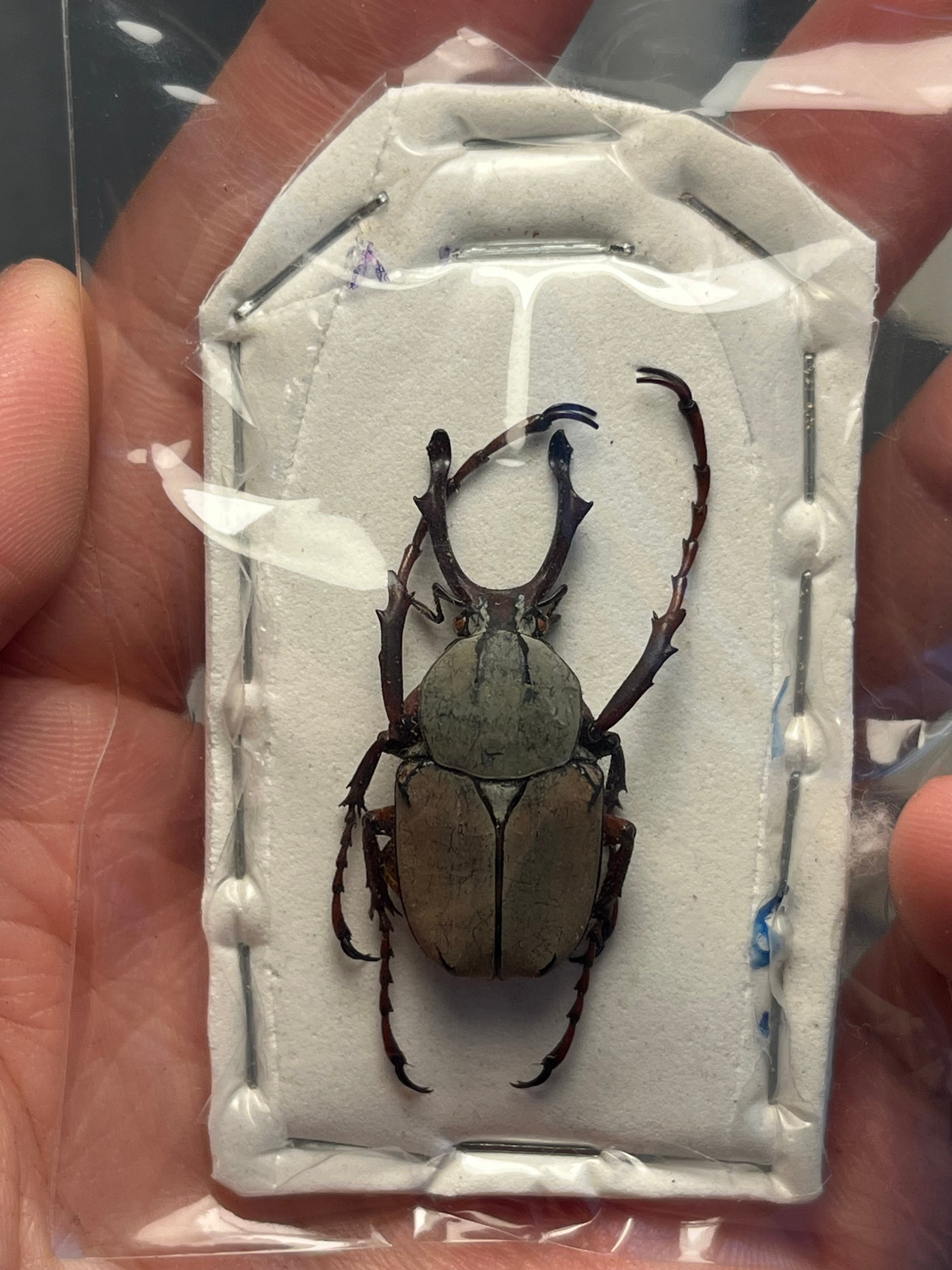 蜘蛛最大種】バーガンディーゴライアスバードイータータランチュラ