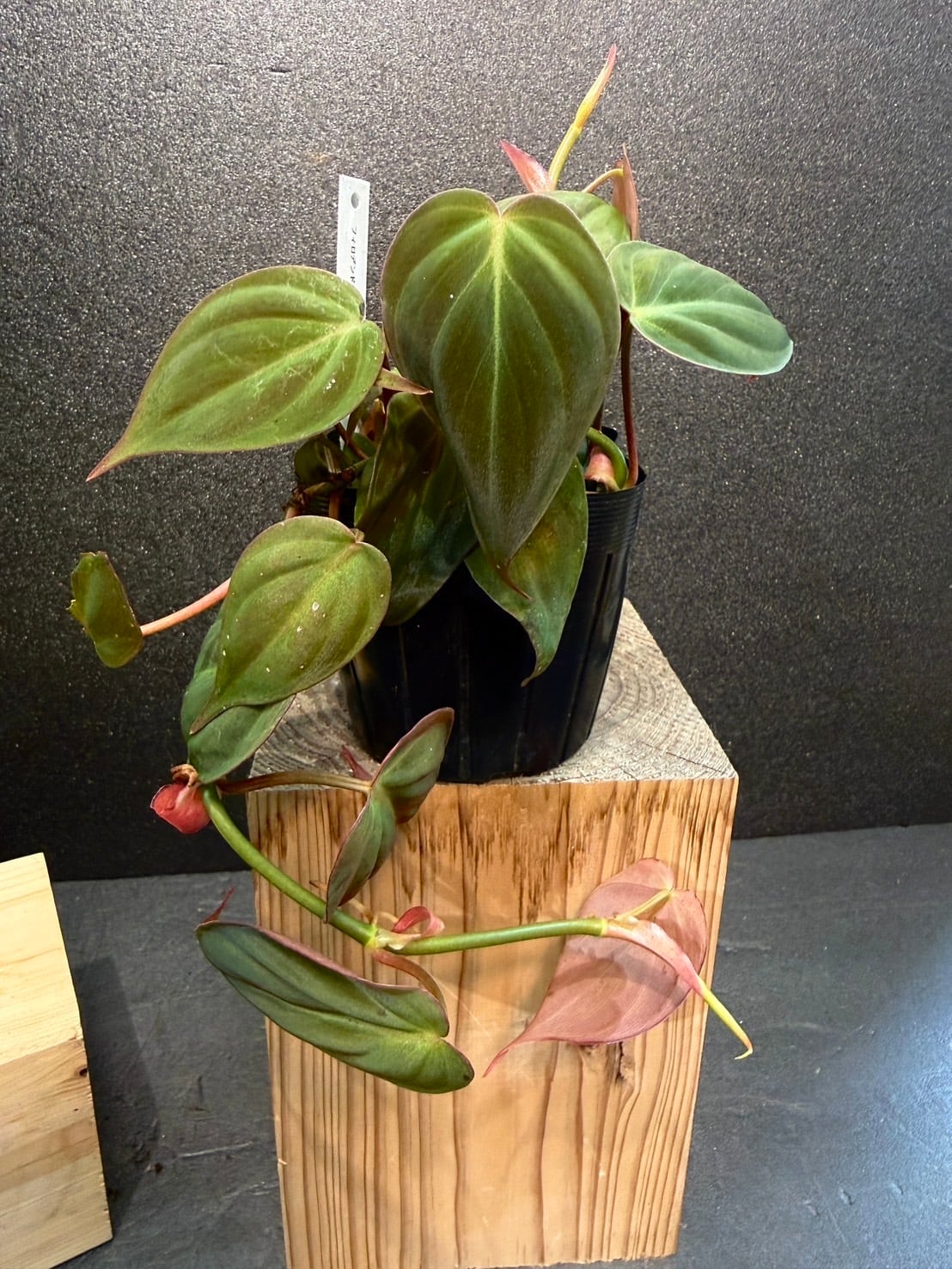 ミカンス フィロデンドロン ビロードカズラ 観葉植物 3号 | 観葉植物と