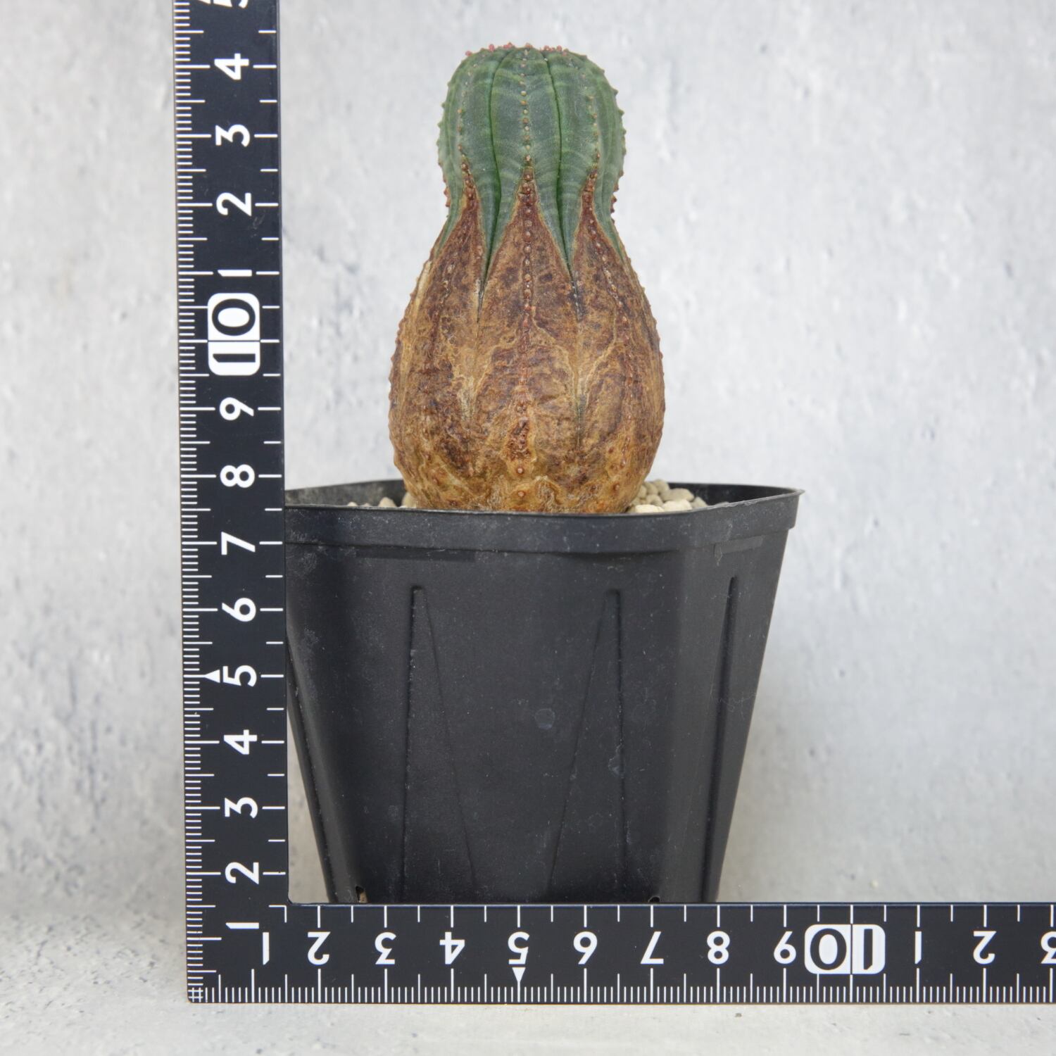 オス株 美模様 木質化 マイクロ オベサ / ユーフォルビア | LIGHTHOUSE