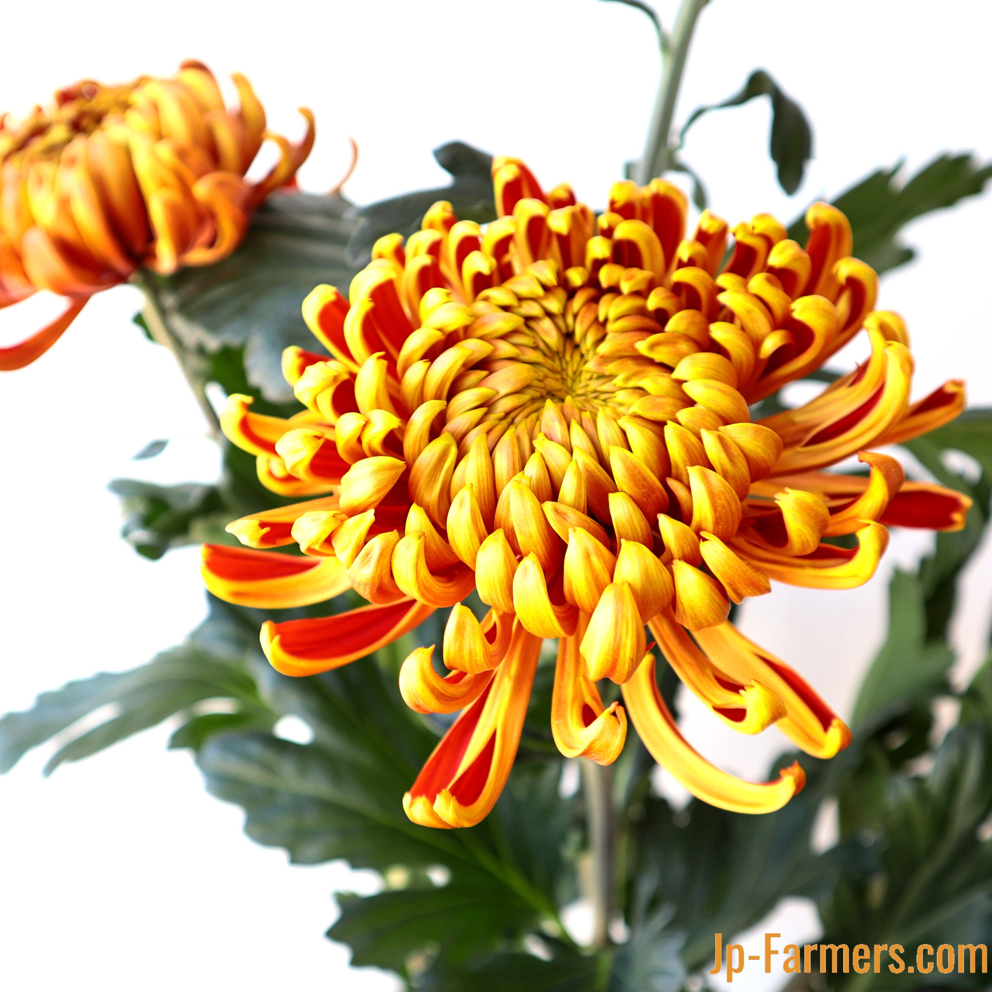 菊を飾ろう!! フエゴダーク 10本 | 新鮮お花問屋 Jp-Farmers.com