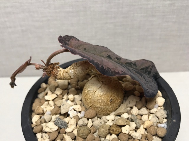 ユーフォルビア ラバティ レッドリーフ